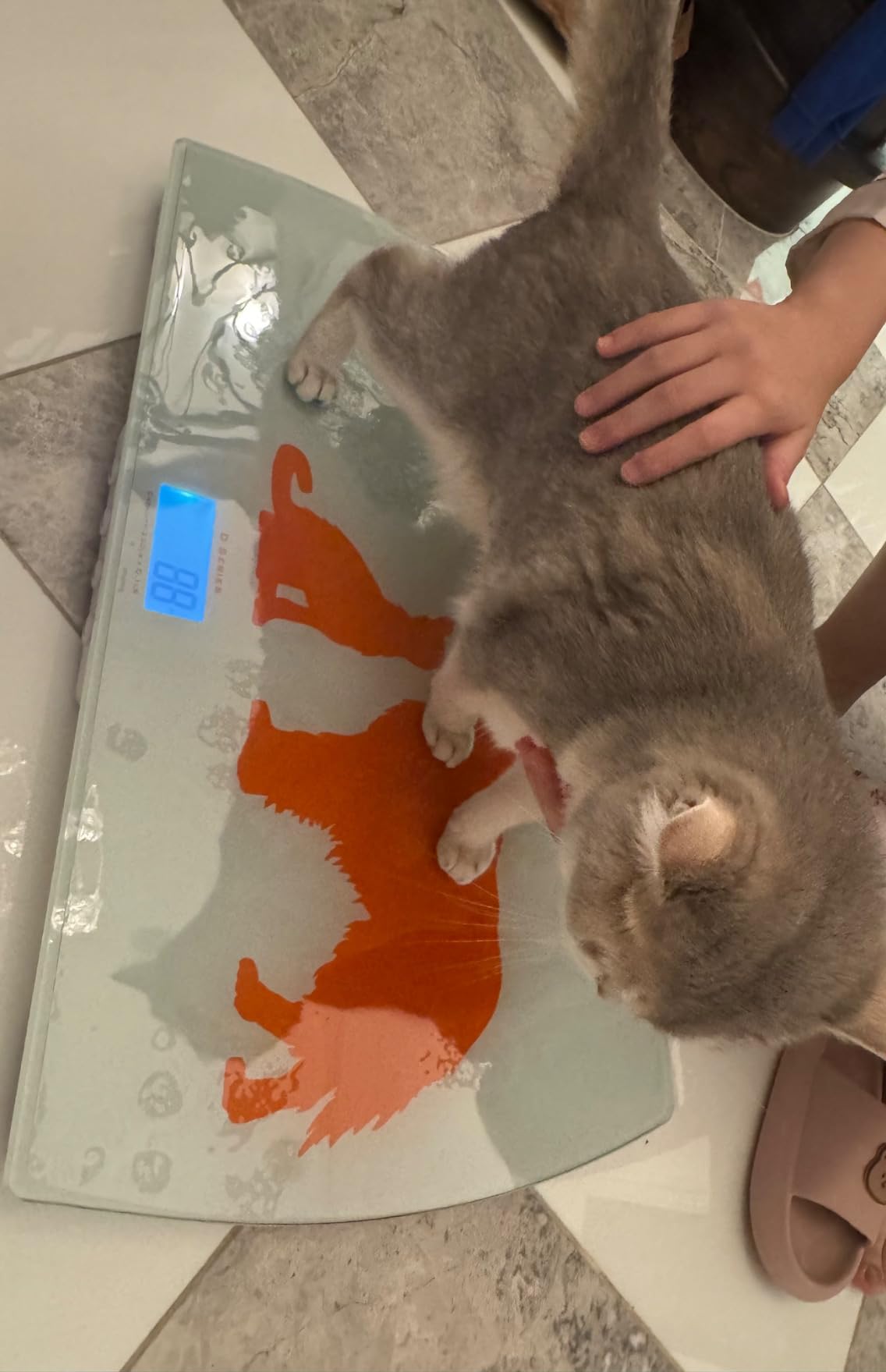 Digital Weighing Scale for Dogs Cats Puppies, Vet Scale, 330lb x 0.1lb, 33 x 19in Wide Platform, 8mm Tempered-Glass customer photo 1