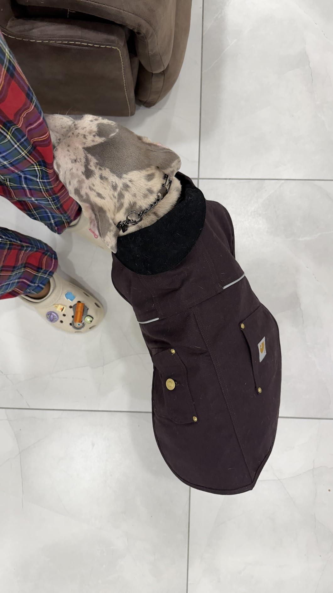Carhartt Firm Duck Insulated Dog Chore Coat, Durable Weather Resistant Jacket for Cold and Windy Conditions, PFAS Free, Carhartt Brown, Large customer photo 2