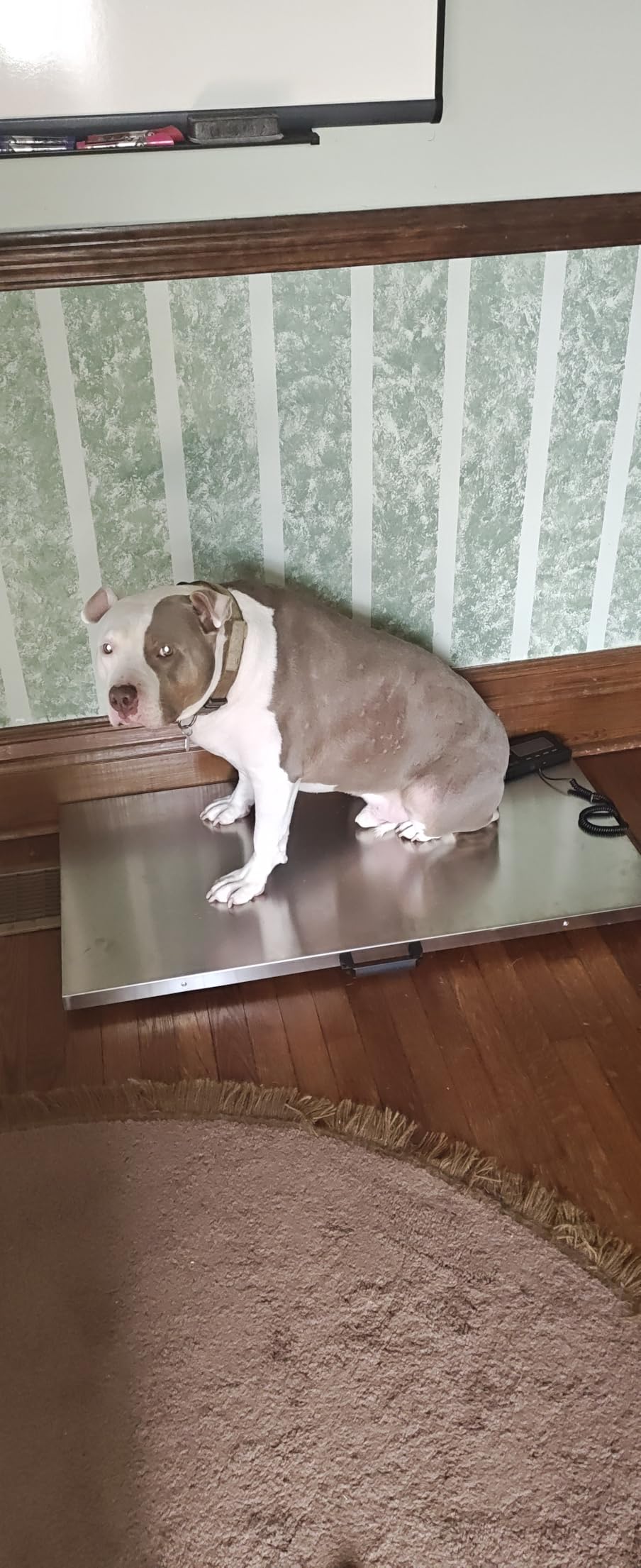 VEVOR 880Lbs x 0.2Lbs Livestock Scale Large Platform 40.6x20.9Inch Stainless Steel Vet Scale customer photo 1
