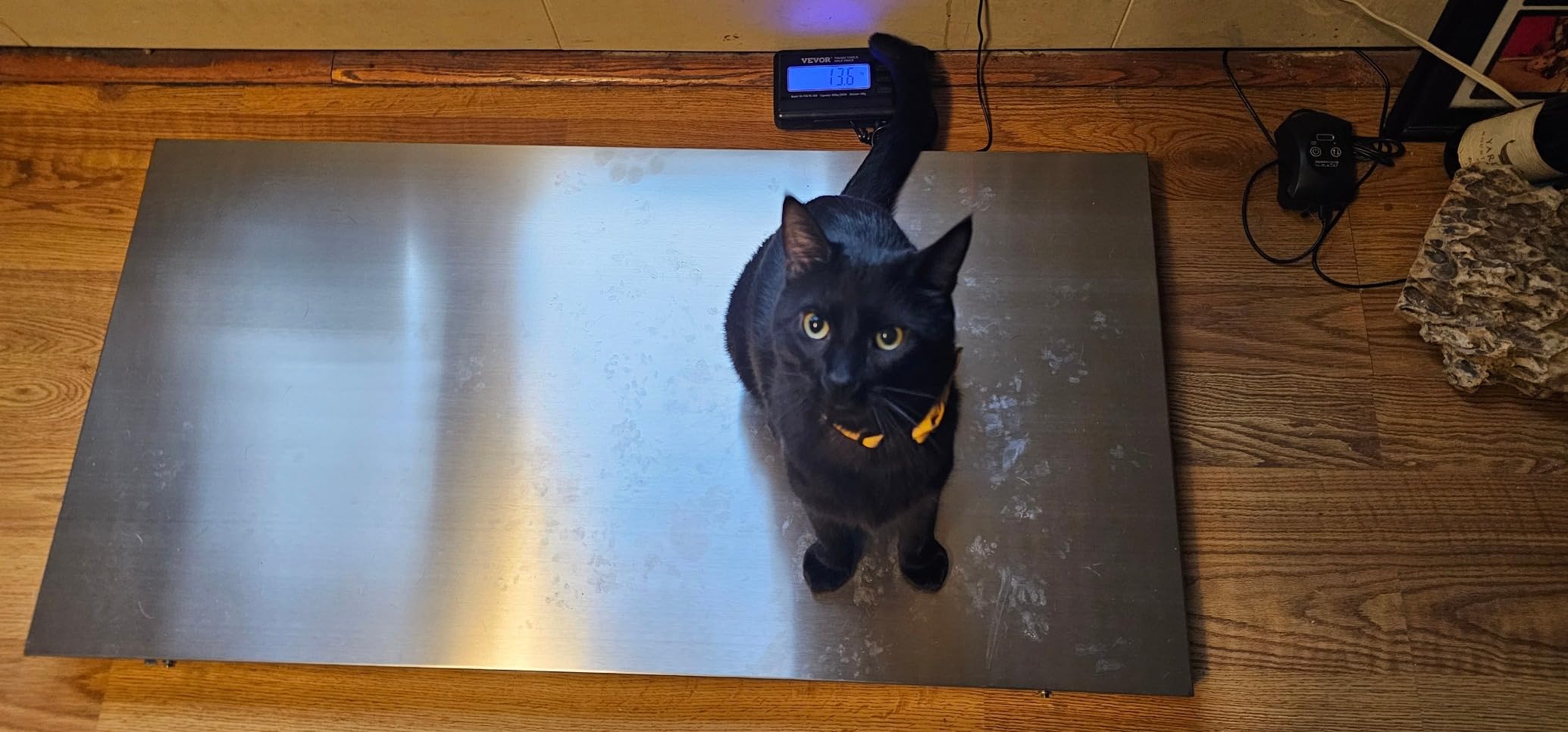 VEVOR 880Lbs x 0.2Lbs Livestock Scale Large Platform 40.6x20.9Inch Stainless Steel Vet Scale customer photo 2
