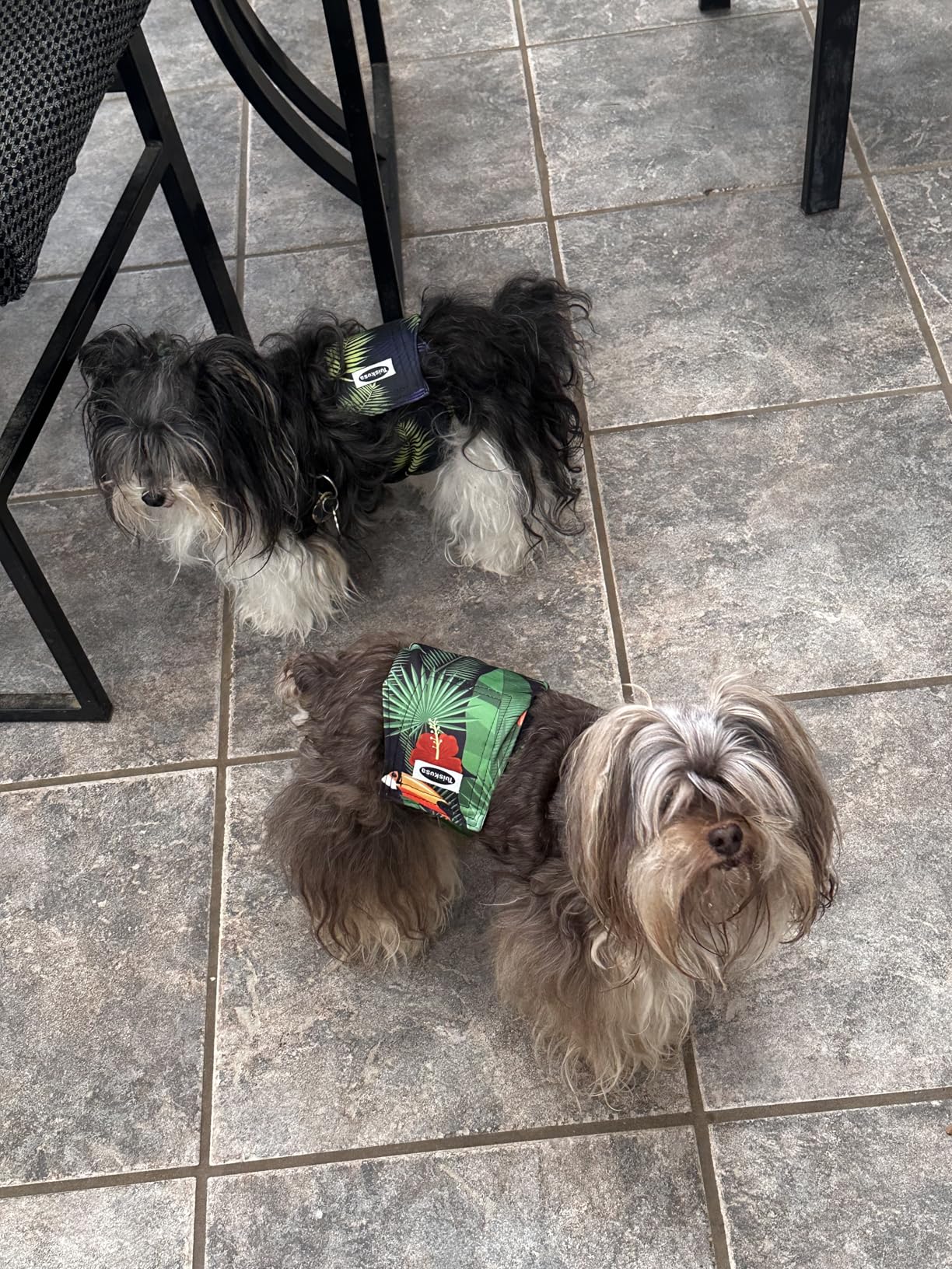 Tuiskusa Male Dog Diapers, High Absorbing Dog Belly Bands for Male Dogs, Washable Reusable Dog Males Wraps(5 Pack) customer photo 2