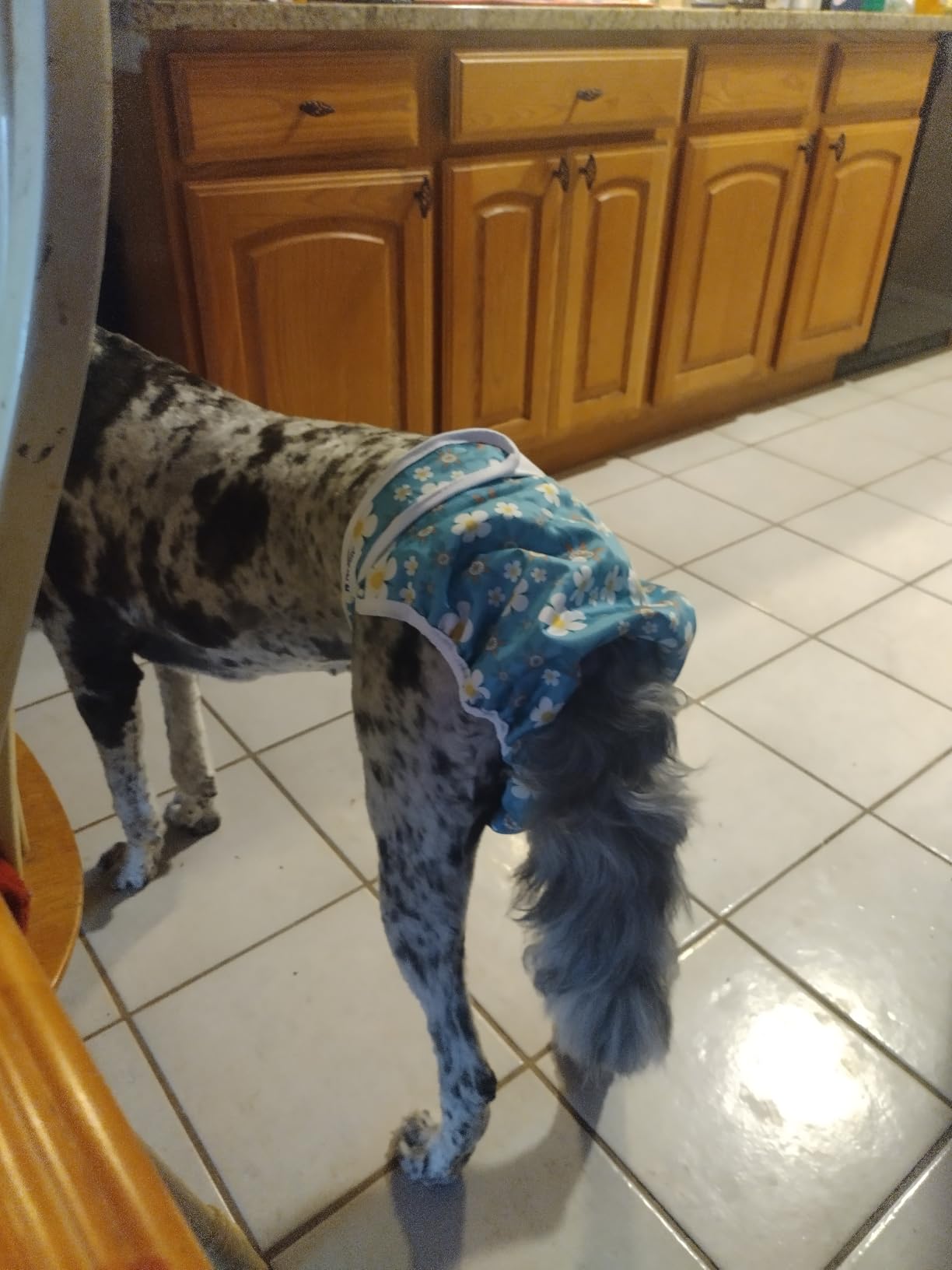Pet Soft Washable Female Diapers (3 Pack) Female Dog Diapers, Comfort Reusable Doggy Diapers for Girl Dog in Period Heat customer photo 1