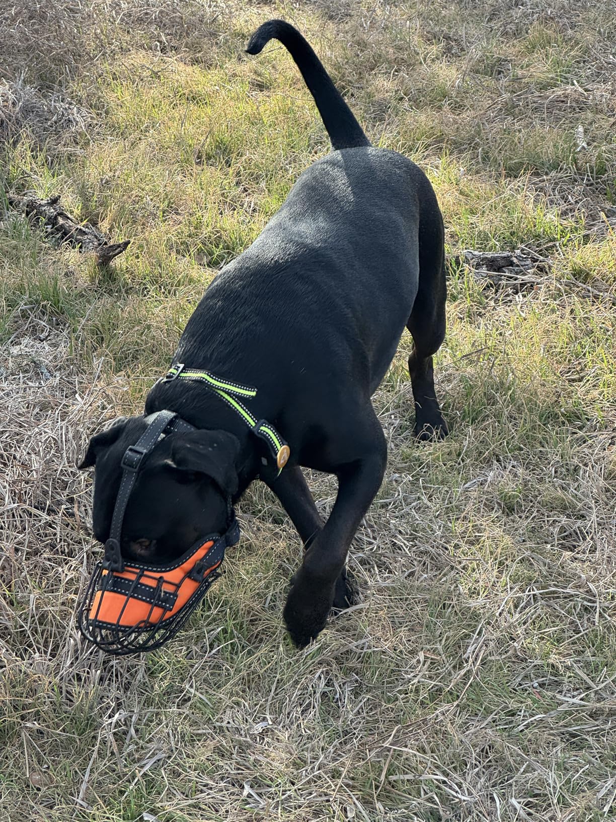 OOPSDOGGY Pitbull Dog Muzzle Reflective Metal Mask Secure Wire Basket Muzzles for Large Sized Dogs Amstaff Soft Cage to Prevent Biting Chewing with Adjustable Nylon Straps (Green, Pitbull) customer photo 1