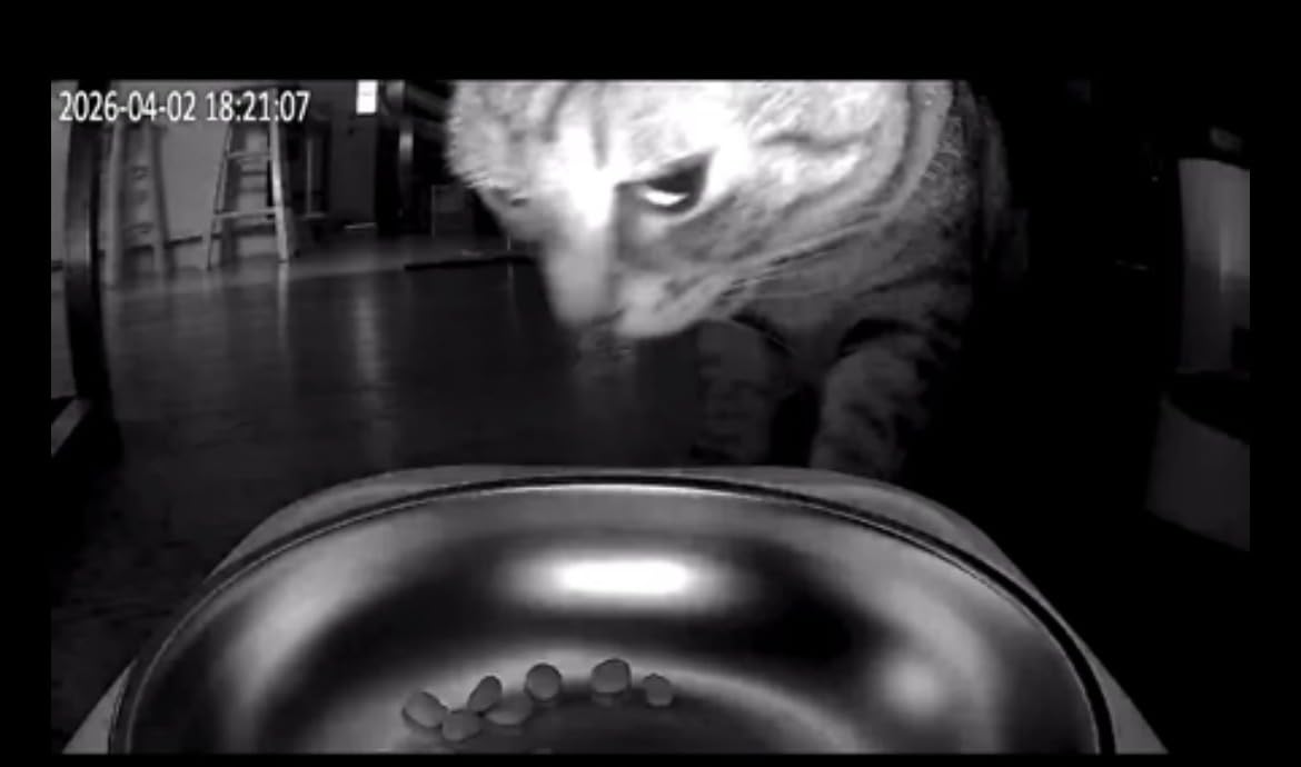 Frienhund Automatic Cat Feeder with 2K Camera: 5G WiFi Automatic Dog Feeder with Night Vision, Cat Food Dispenser with 7L Large Food Storage Container for Multiple Pet, Detachable for Easy Clean - 29 Cup customer photo 1
