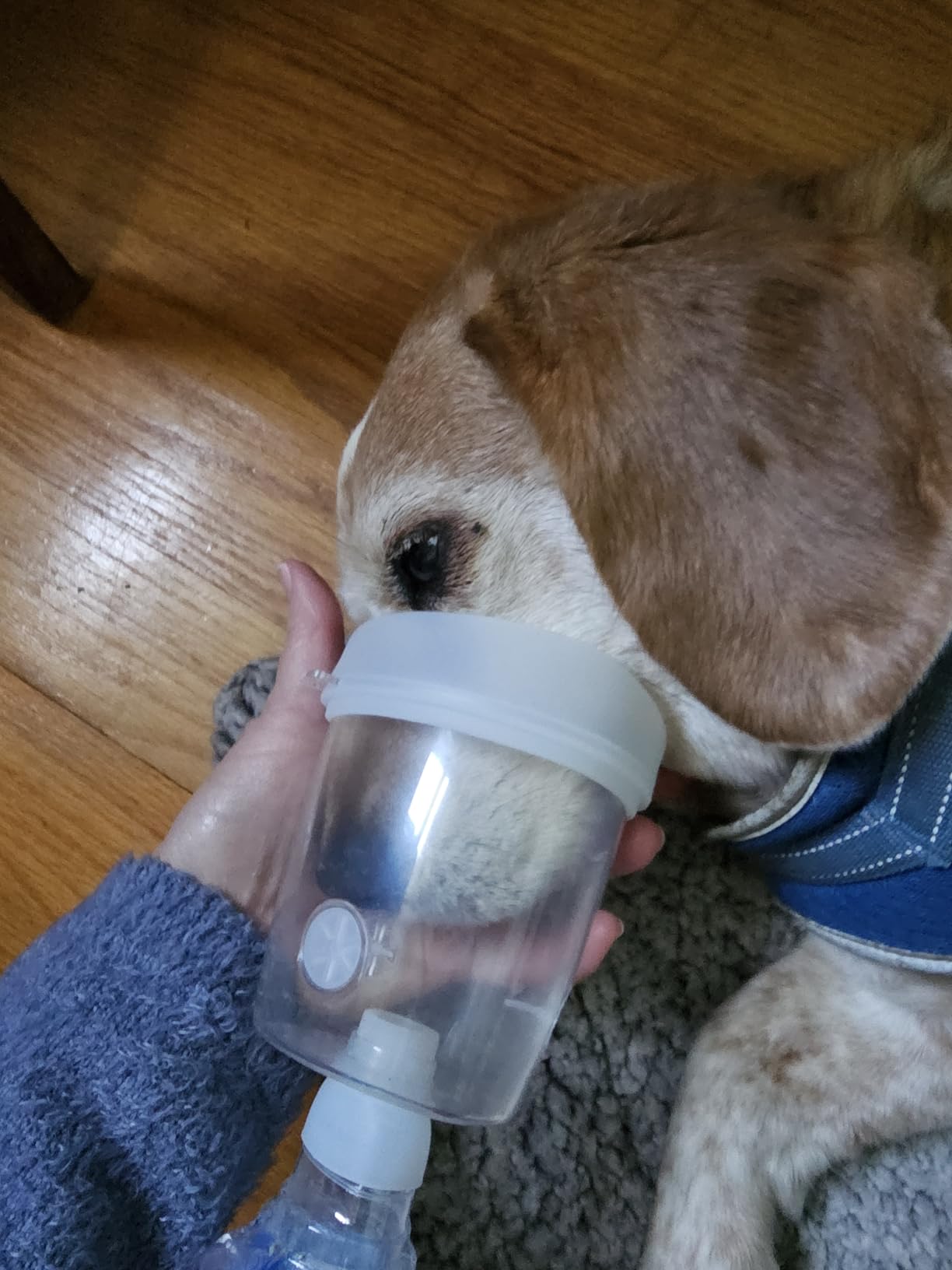 Dog Inhaler Spacer, Canine Aerosol Chamber with Silicone Oxygen Mask, for Home Outdoor Designed for Medium Dogs (M) customer photo 1