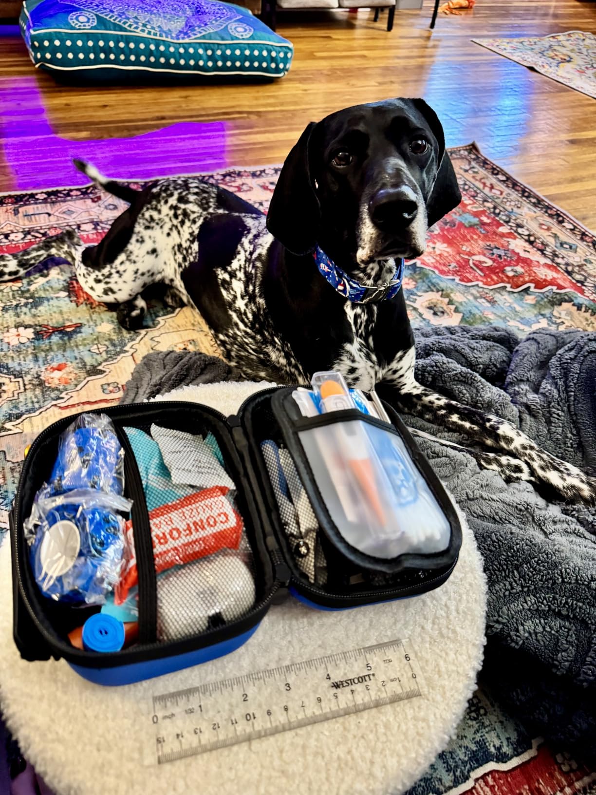 EVERLIT Pet Medic First Aid Kit | 95 Pcs Vet-Approved Medical, Outdoor & Emergency Supplies for Dogs, Cats, Animal Care | Travel-Friendly Compact Bag for Home, Car and Travel (Guardian Orange) customer photo 1
