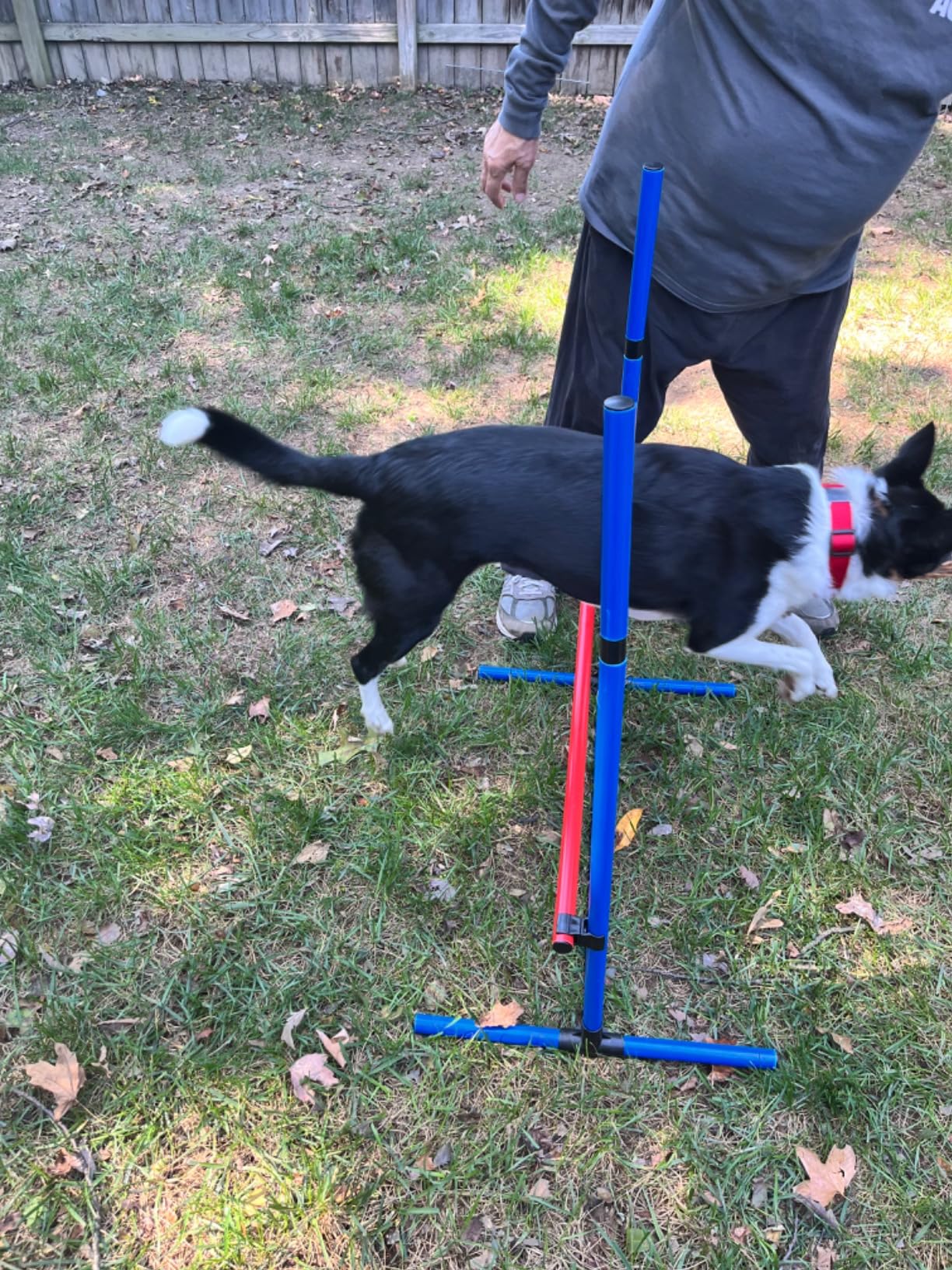 VEVOR Dog Agility Course Backyard Set, 13pcs Agility Training Equipment for Dogs, 2 Tunnels with Sandbags,Adjustable Hurdles,Weave Poles,Jump Ring,Pause Box customer photo 2