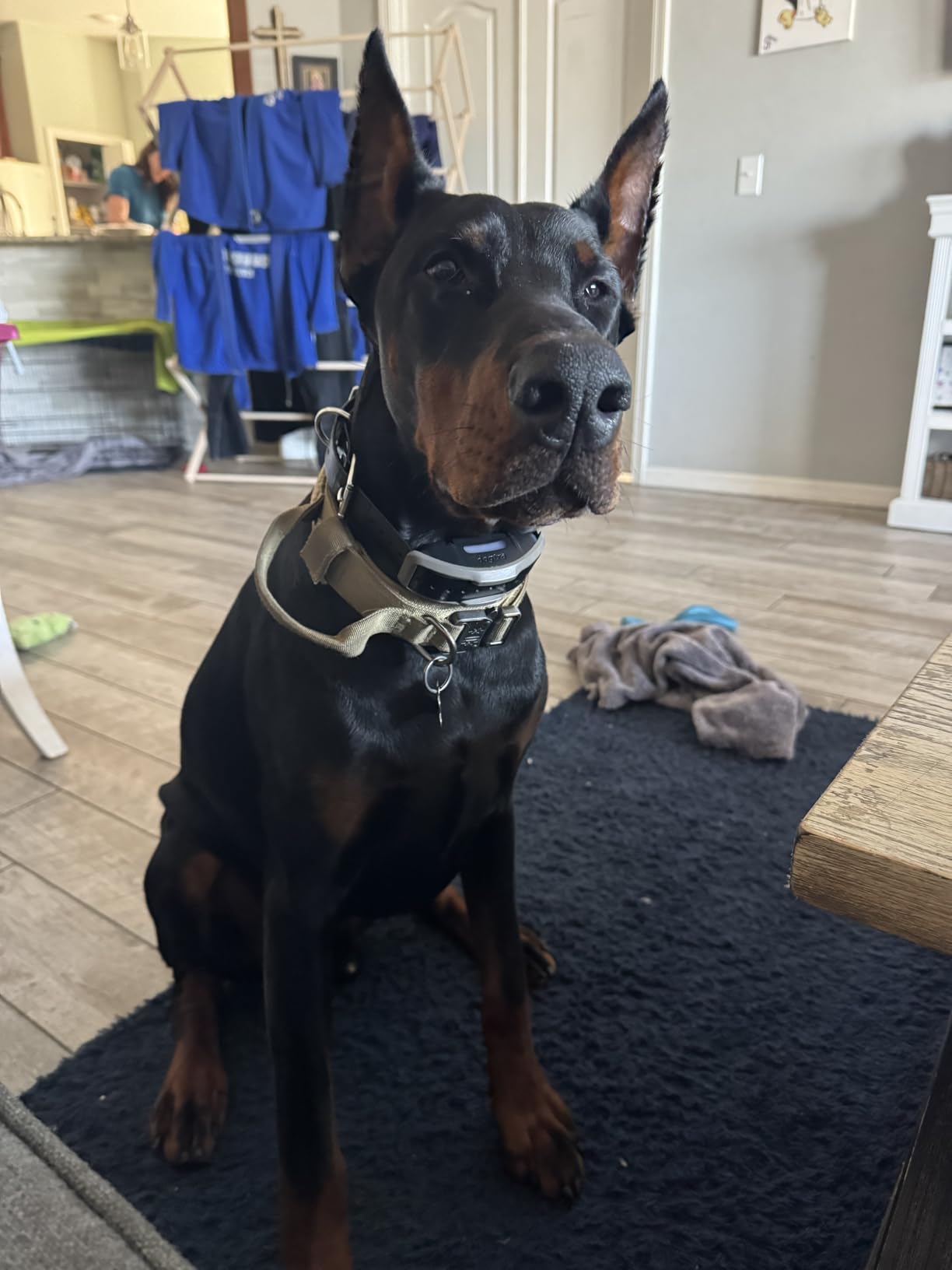 1900X E-Collar with Remote [New Edition] 35 lbs+, 3/4 Mile Range, LED Light, 100 Levels of Precise Control for Stubborn Dogs, Waterproof, Boost for Quick Recall, Vibration, Safety Lock & Tone customer photo 1