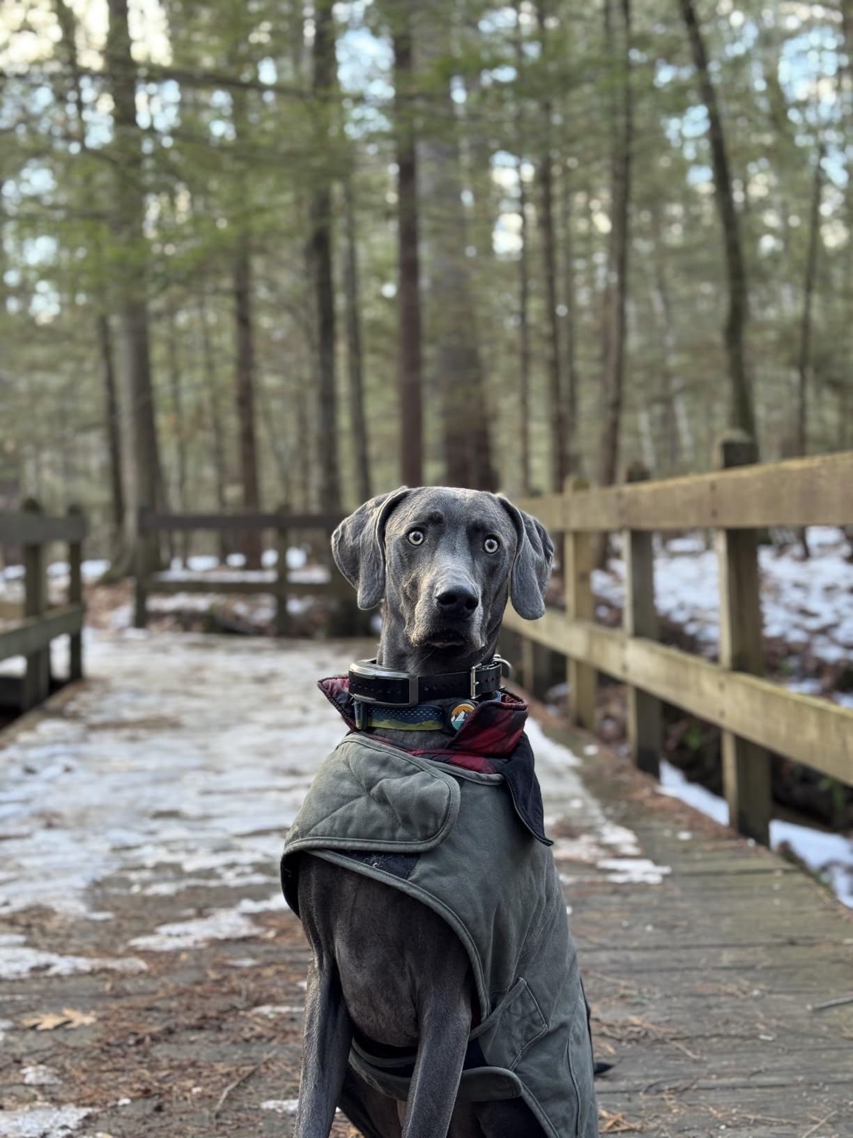 1900X E-Collar with Remote [New Edition] 35 lbs+, 3/4 Mile Range, LED Light, 100 Levels of Precise Control for Stubborn Dogs, Waterproof, Boost for Quick Recall, Vibration, Safety Lock & Tone customer photo 2