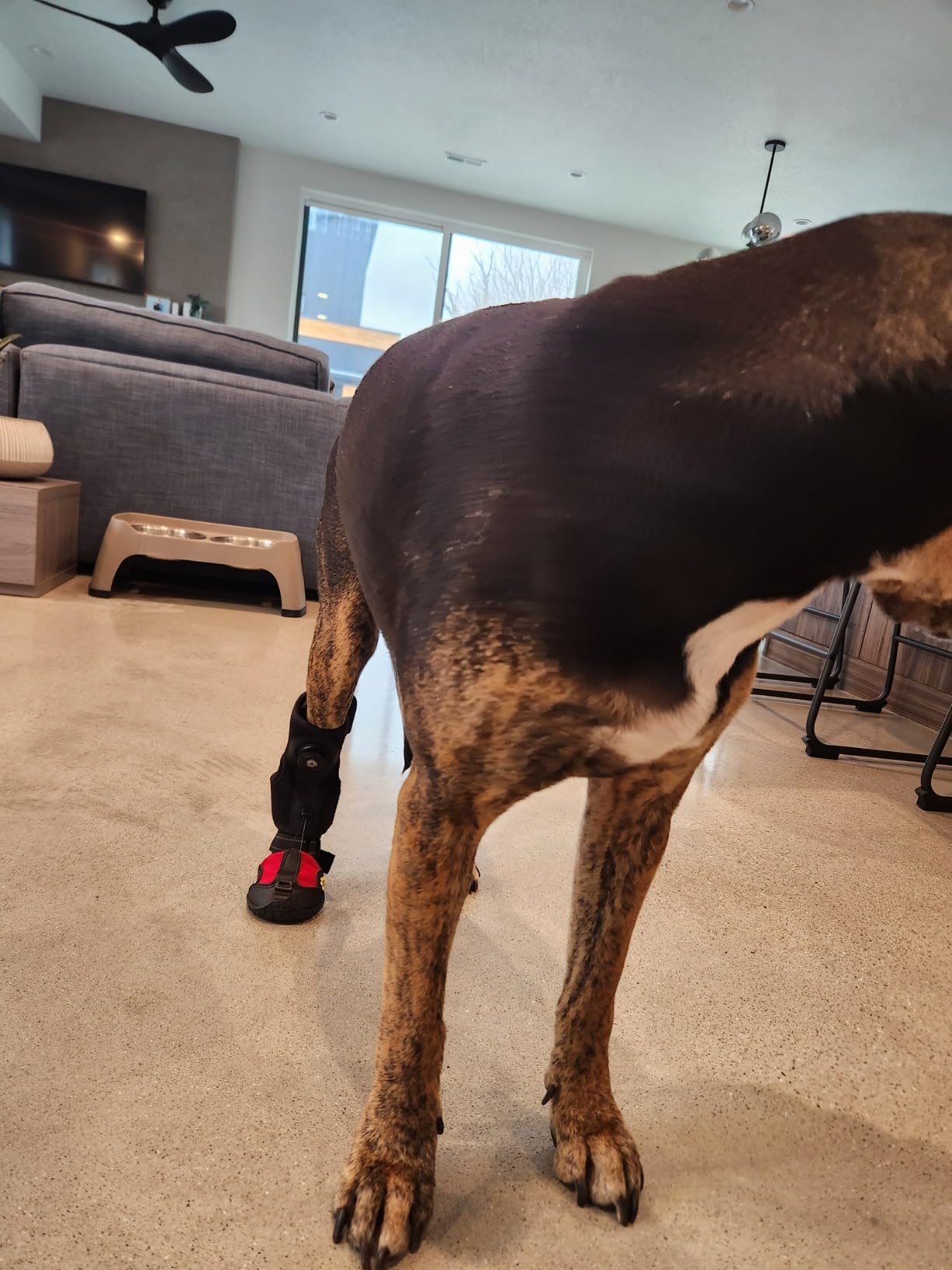 Drop Foot Brace with Reel(No Knuckling Boot Brace) for Dog - Corrective Dog Shoes to Safely Lift Toes for Foot Issues, Arthritis, and improving Walking gait in Dogs,Patent Pending(M) customer photo 1