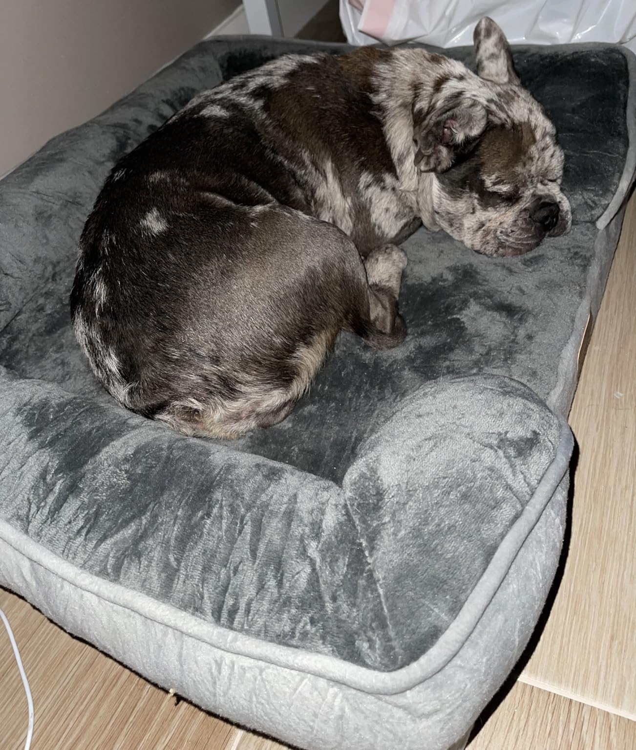 Spotted Play Orthopedic Dog Bed with Sides - Dog Sofa Beds for Medium Dogs, Supportive Foam Pet Couch Bed with Washable Removable Cover, Waterproof Lining and Non-Slip Bottom, Grey - M customer photo 2