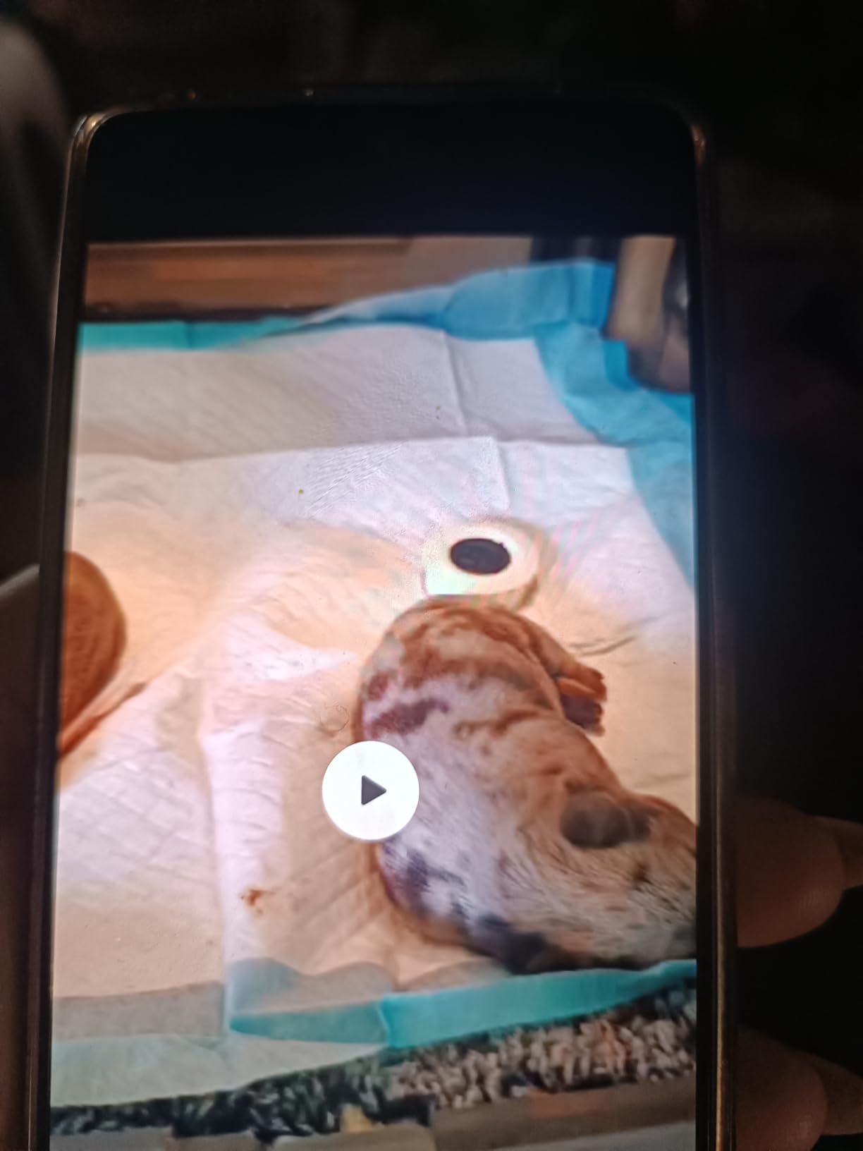 Pet Incubator for Puppies & Kittens - Newborn Mammal Incubator customer photo 2