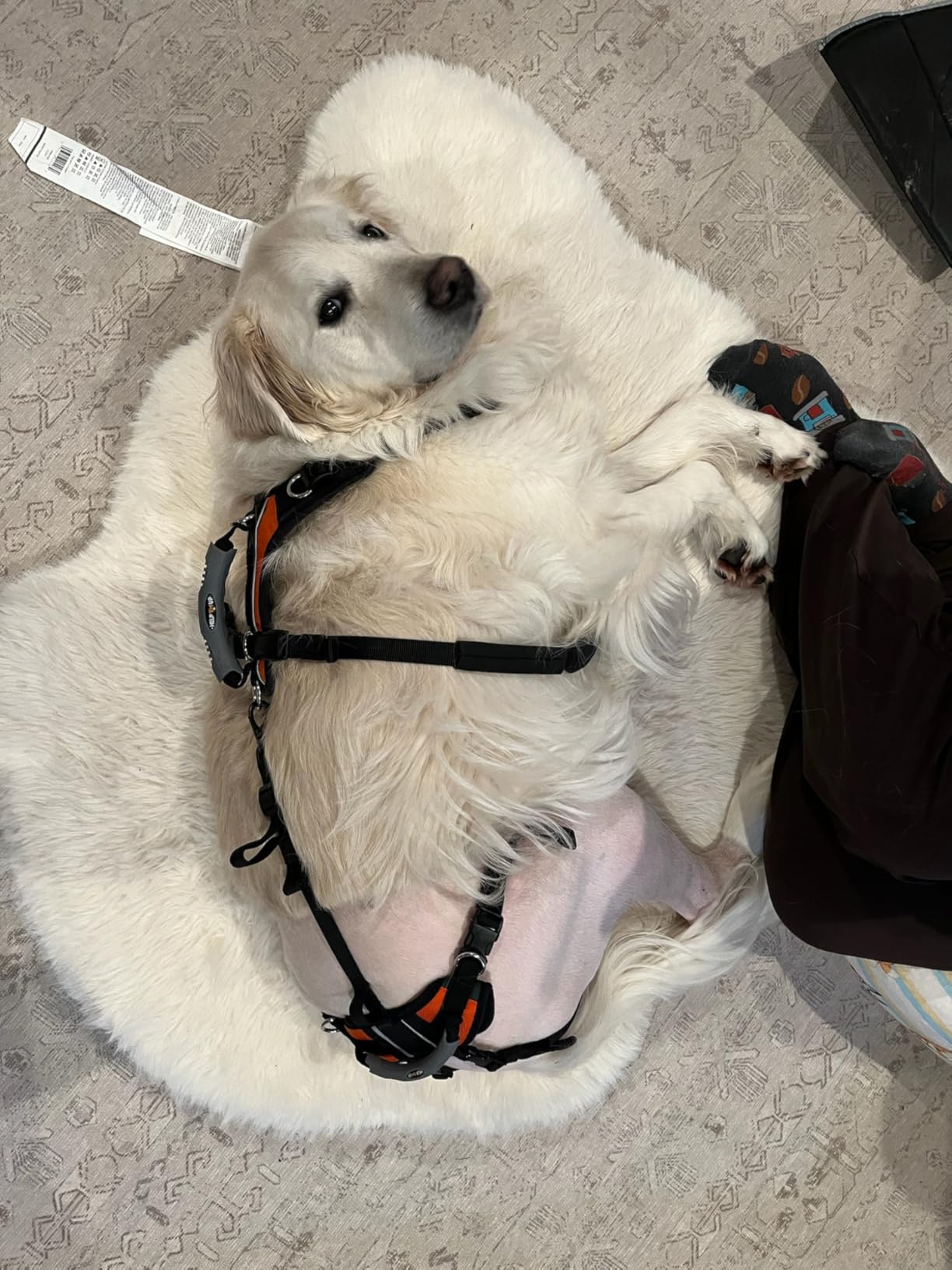 Help 'Em Up Dog Lift Harness Full Body Support, Rear Leg Support for Medium customer photo 1