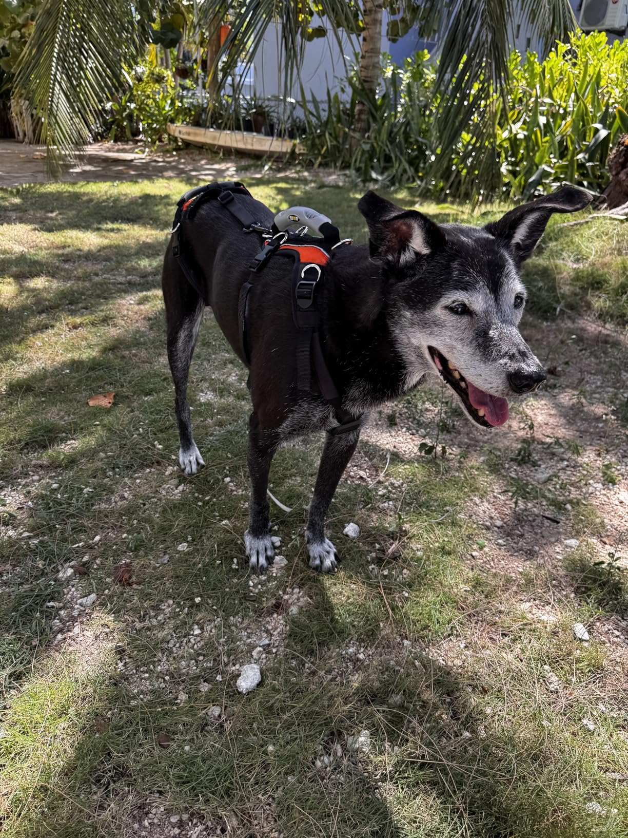 Help 'Em Up Dog Lift Harness Full Body Support, Rear Leg Support for Medium customer photo 2