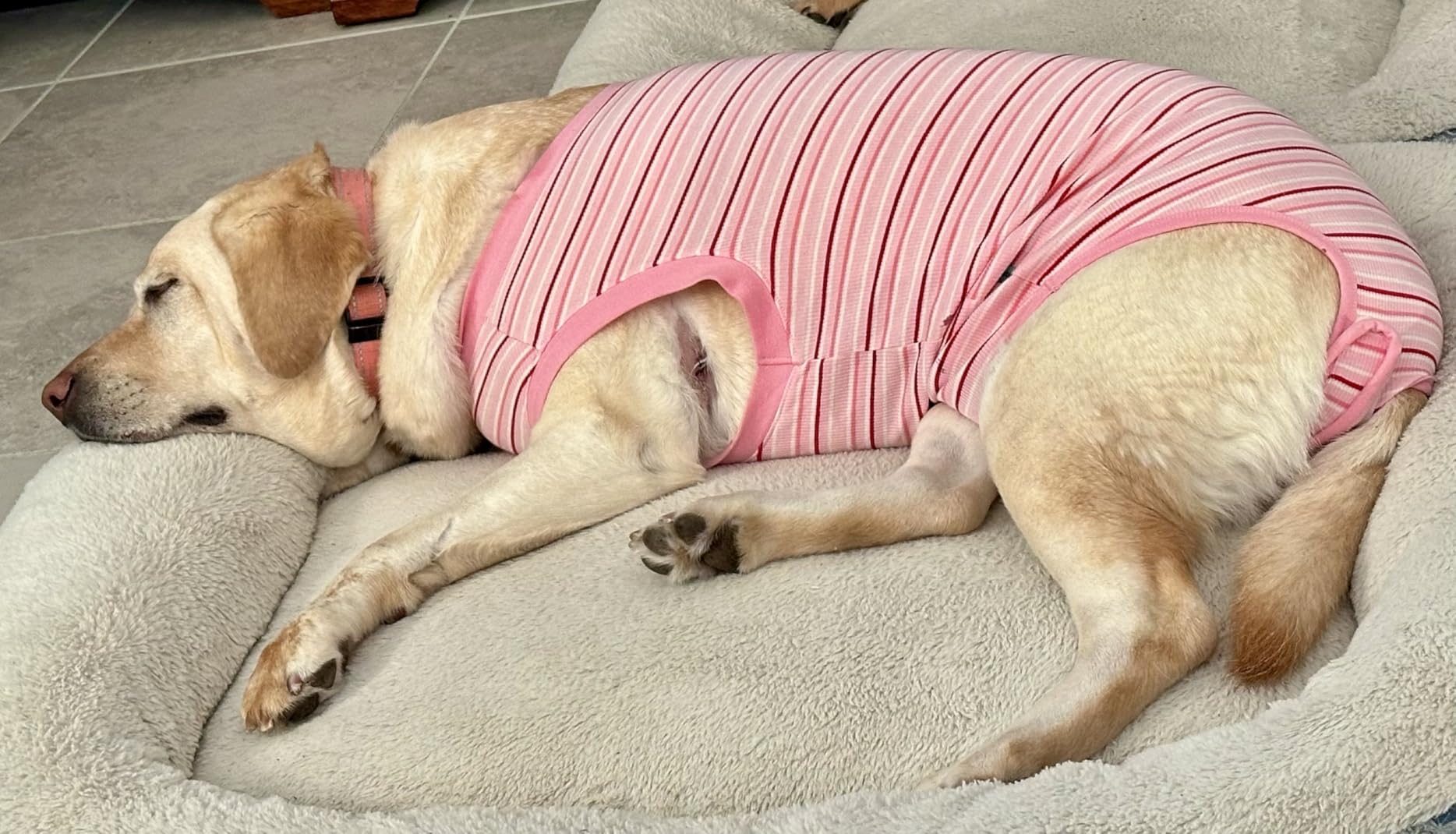 Sebdtico Recovery Suit for Dogs,Dog Surgery Suit Female Spay,Soft Dog Onesie for Surgery Female,Dog Cone Alternative Surgical Recovery Suit Female,Abdominal Wounds Licking Anti Suit for Dogs customer photo 1