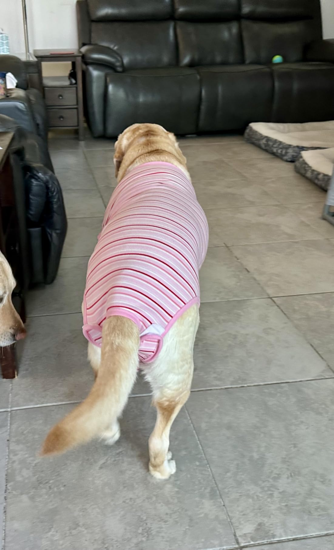 Sebdtico Recovery Suit for Dogs,Dog Surgery Suit Female Spay,Soft Dog Onesie for Surgery Female,Dog Cone Alternative Surgical Recovery Suit Female,Abdominal Wounds Licking Anti Suit for Dogs customer photo 2