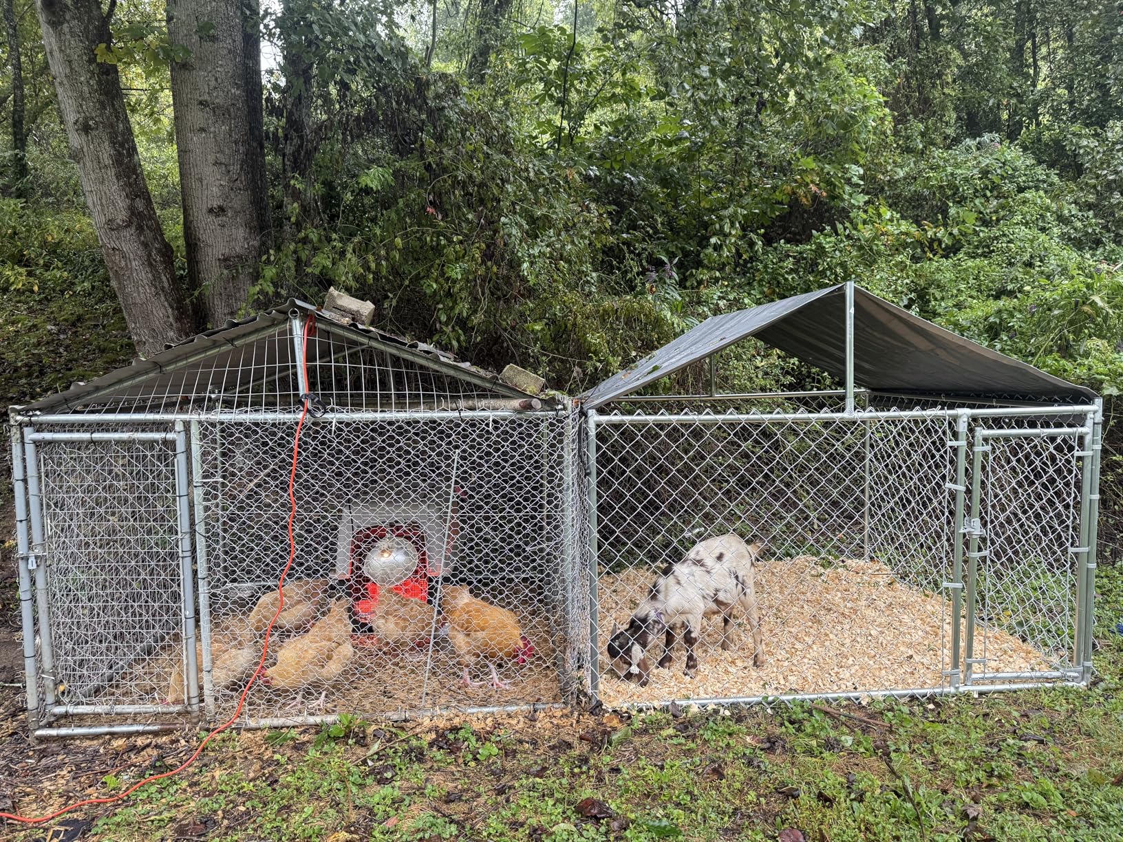 10x10ft Extra Large Dog Kennel Outdoor, Heavy-Duty Outside Dog Kennel with Roof, Security Latch-Lock Door, Chain-Link Dog Enclosure Dog Run for Yard with Cover customer photo 1