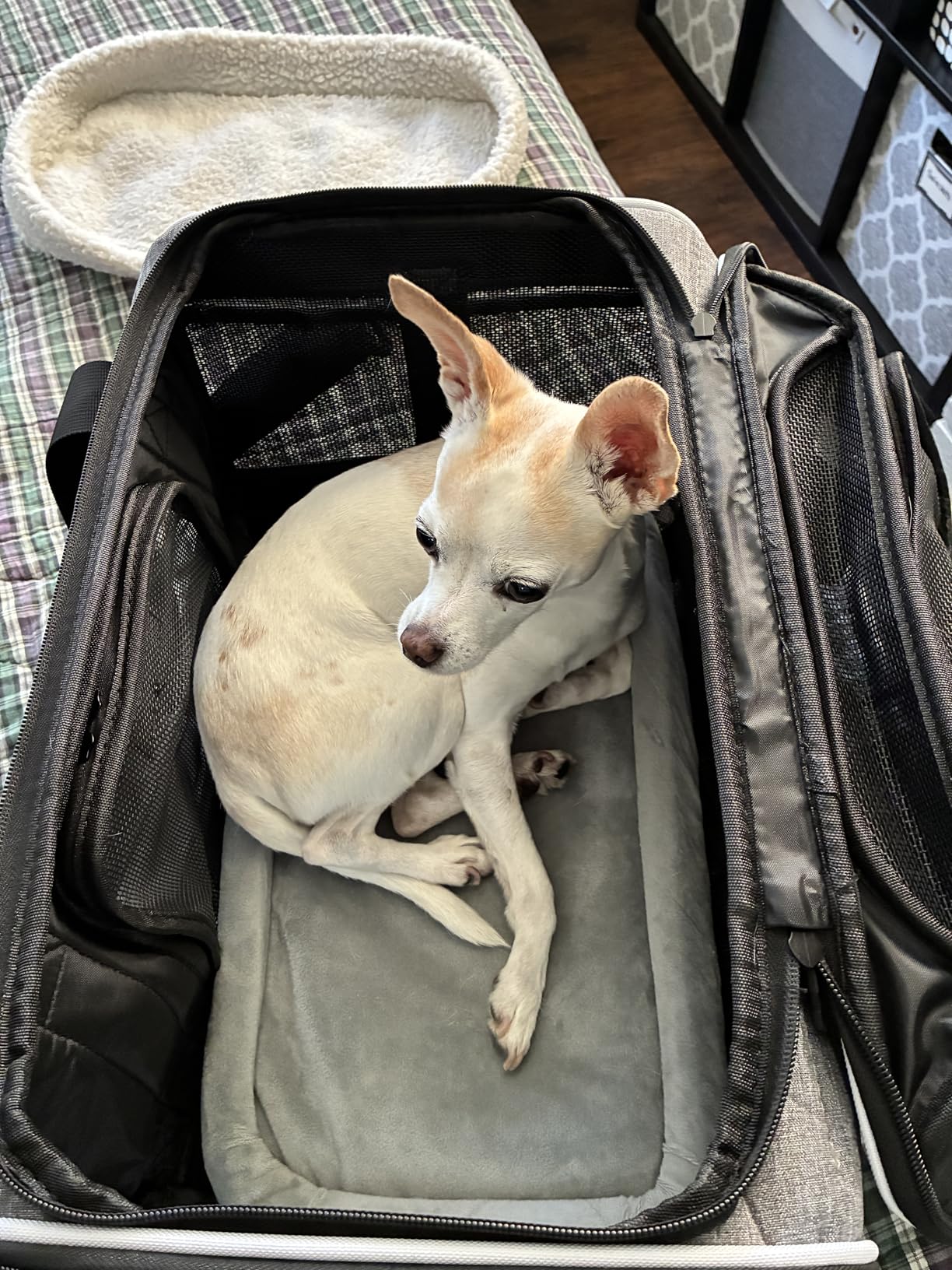 Petskd Top-Expandable Pet Carrier 18x11x11 Inches Delta American United Airline Approved, Soft-Sided Carrier for Small Cats and Dogs with Locking Safety Zippers and Anti-Scratch Mesh(Grey) customer photo 1
