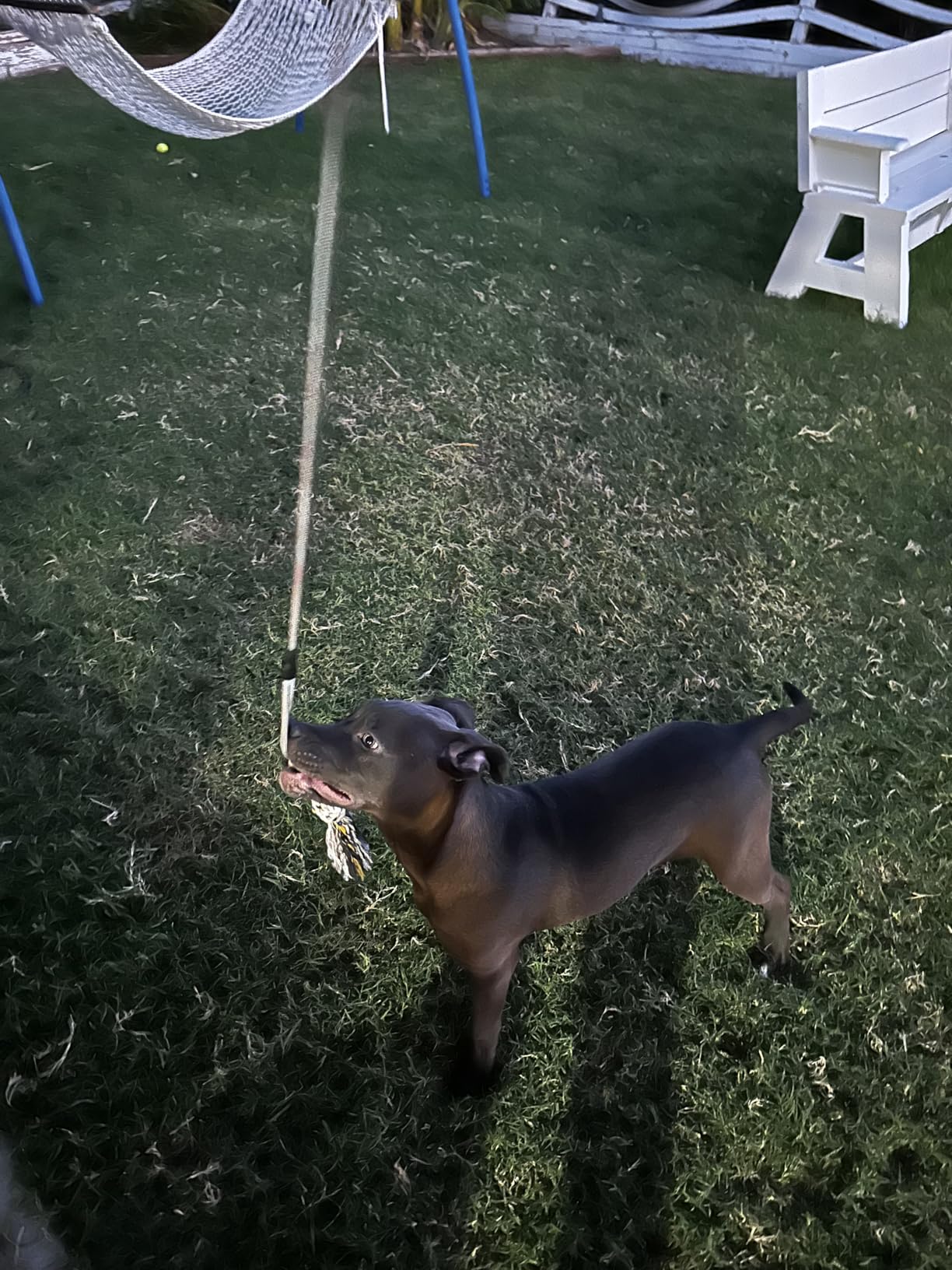 Flirt Pole for Small Medium Dogs,Interactive Chase and Tug of War Outdoor Dog Toys,Heavy Duty Dog Teaser Wand Chase Toys with Rope,Durable Flirt Stick Pole for Dogs Outside Agility Exercise & Training customer photo 2