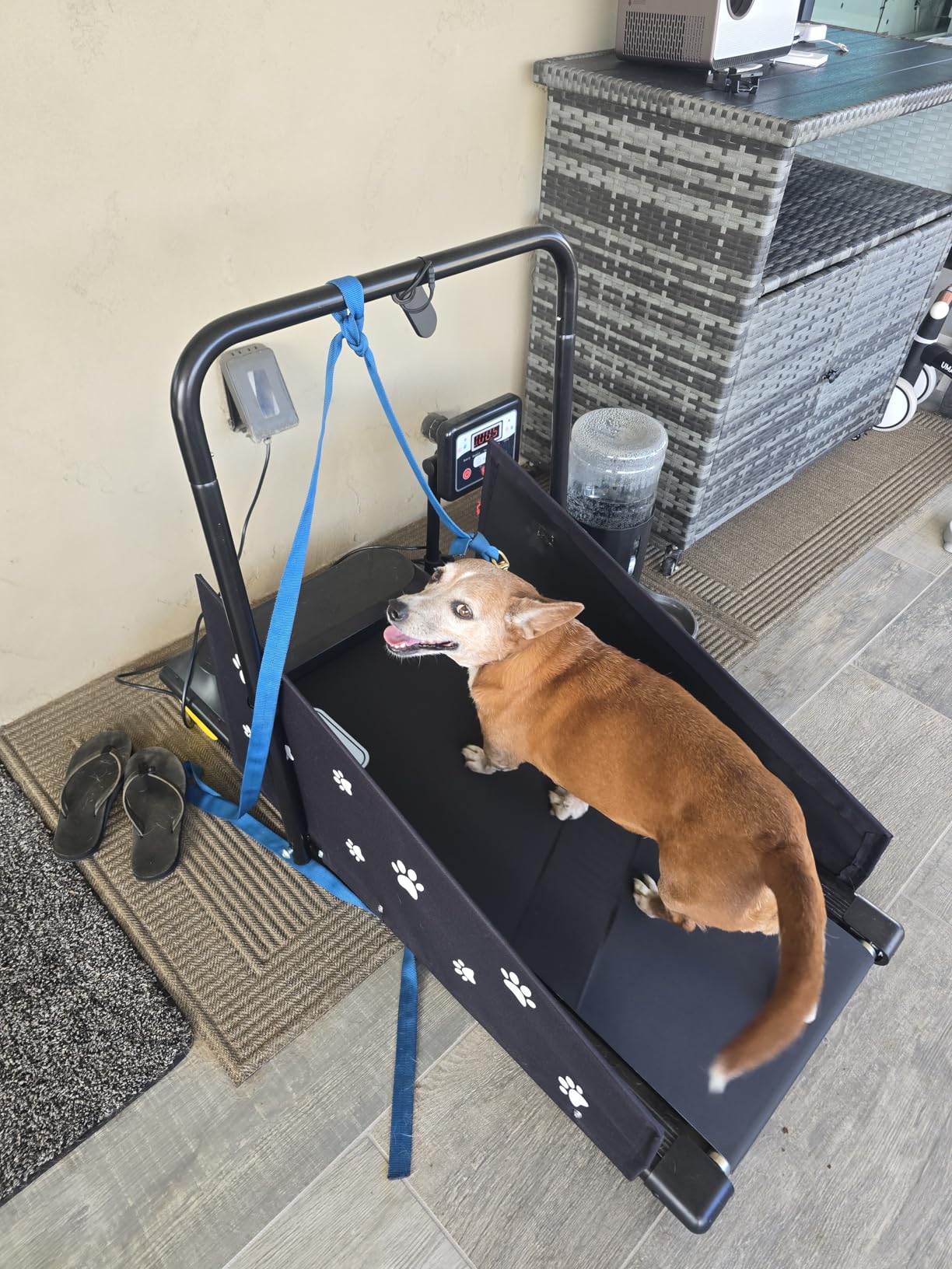 CIIHI Dog Treadmill for Medium Small Dogs - 265lbs Weight Capacity Pet Running Machine with 360 Degree Rotatable Display - 2 in 1 Treadmill for Pet Fitness with Move Wheels and Remote Control customer photo 2