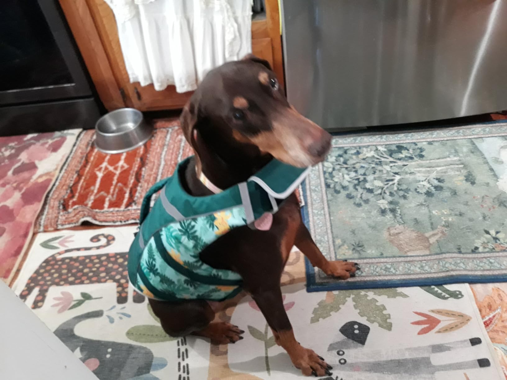 Kuoser Dog Life Jacket with Reflective Stripes, Dog Life Vest for Swimming Boating, Adjustable Pet Lifejackets with High Flotation, Doggie Swimsuit for Small Medium Large Dogs customer photo 1