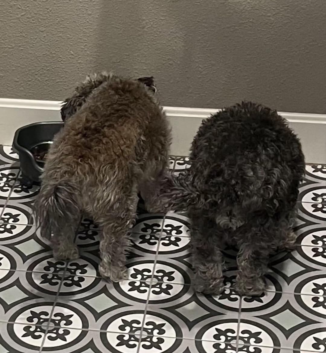 VICTOR Super Premium Dog Food - Hi-Pro Plus Dry Kibble - High Protein Dog Food with 30% Protein - Beef, Chicken, Pork, Fish Meals, Gluten Free - for High Energy and Active Dogs & Puppies, 30lbs customer photo 1