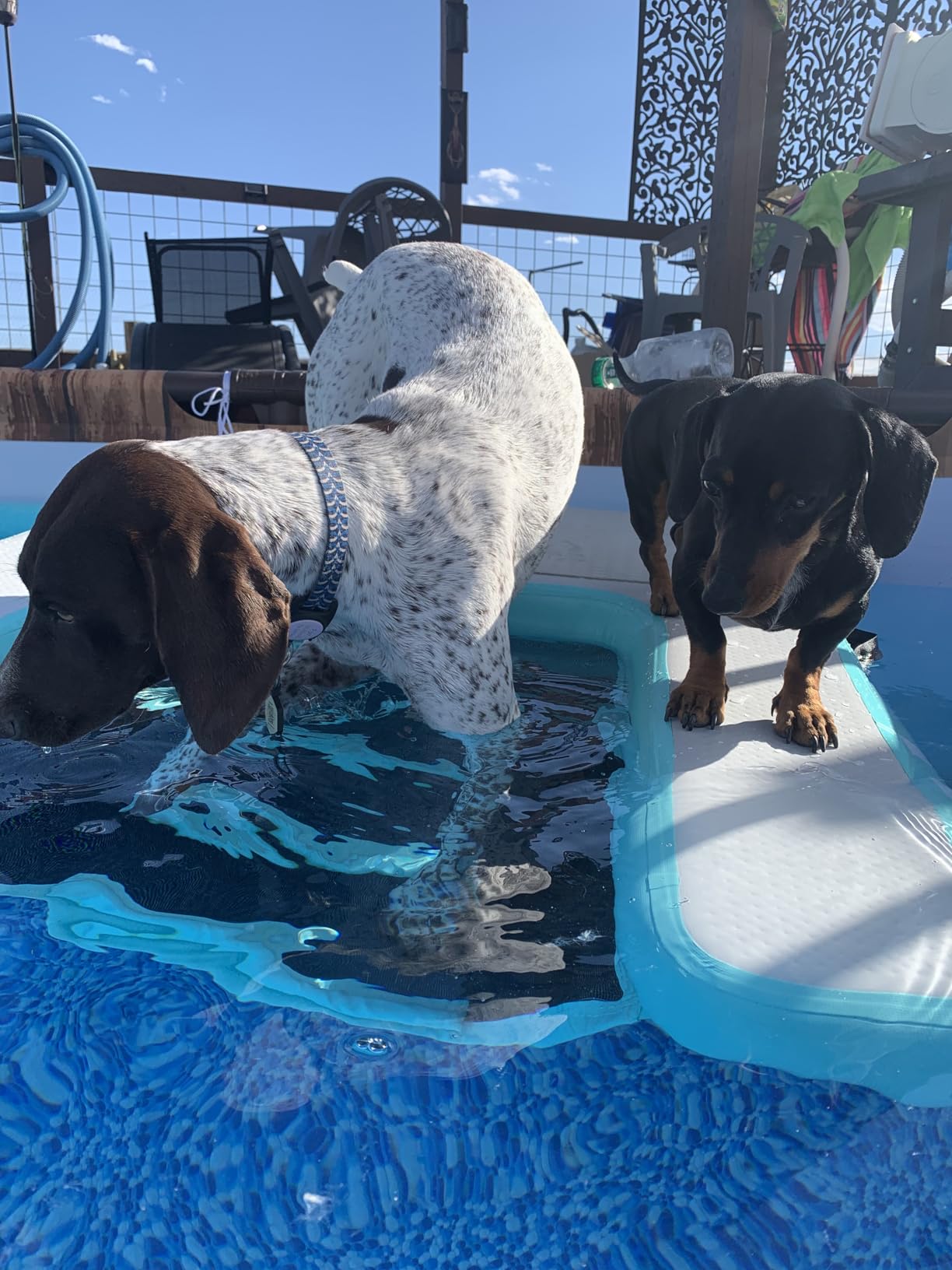 Inflatable Large Dog Water Ramp Float Floating Ramp-Swimming Pets Up to 200 Pounds Large Dogs-Inflatable Stairs for Boats, Docks, with Pump/Rope/Repair Kit - PVC Anti-Slip Fabric customer photo 1