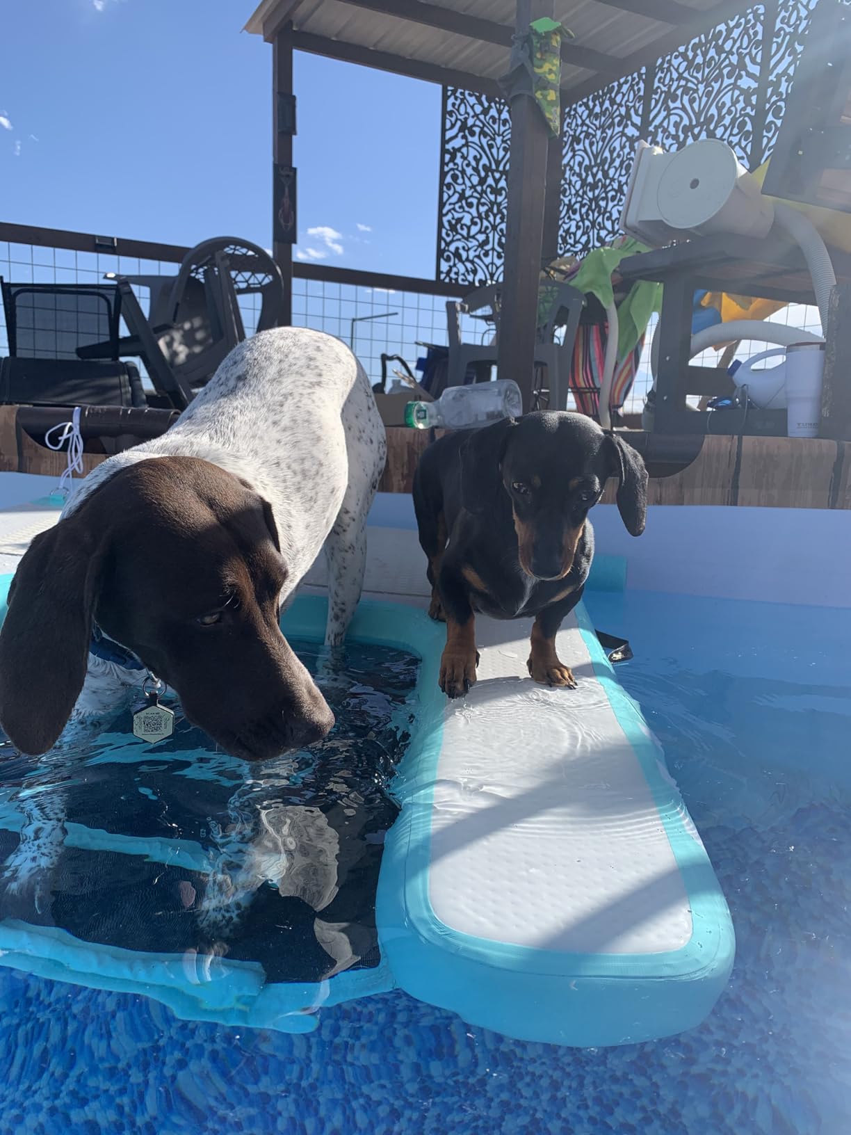 Inflatable Large Dog Water Ramp Float Floating Ramp-Swimming Pets Up to 200 Pounds Large Dogs-Inflatable Stairs for Boats, Docks, with Pump/Rope/Repair Kit - PVC Anti-Slip Fabric customer photo 2