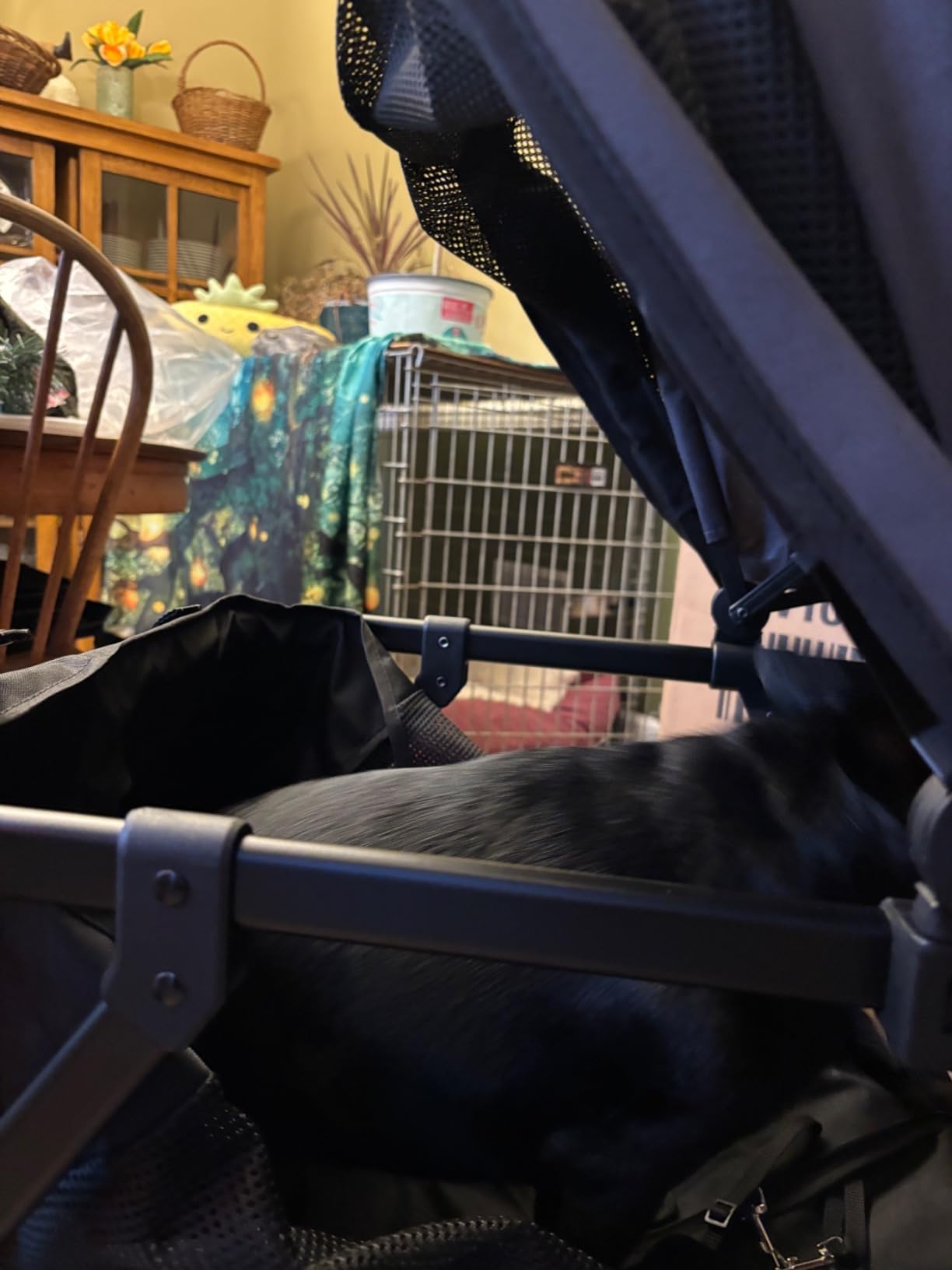 Giantex Dog Stroller with Low Entry & Ramp Access, Cat Stroller with Lockable & Shock-Absorbing All-Terrain Wheels, Folding Pet Travel Wagon for Small Medium Senior Dogs, Black customer photo 1