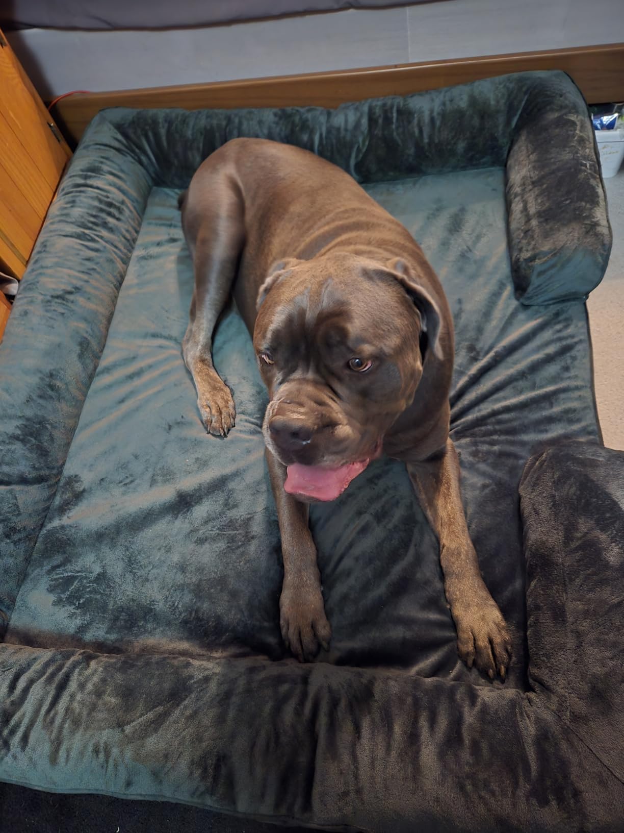 NOAH & PAW XL Dog Bed, 45x35x11 Inch, Orthopedic Large Dog Beds, Eggshell Memory Foam Infused with Cooling Gel, Inner Cover, Waterproof, Machine Washable (Velvet Sofa Collection) customer photo 2
