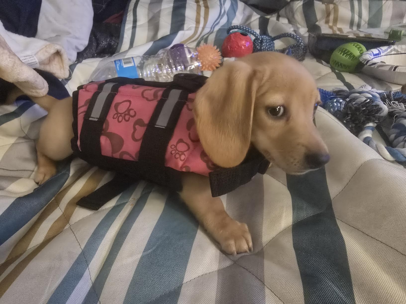 Doglay Dog Life Jacket, Dog Life Vest for Swimming Boating, Adjustable Puppy Life Jacket with Reflective Stripes, Superior Buoyancy Pet Swimming Vest for Small Medium and Large Dogs customer photo 2
