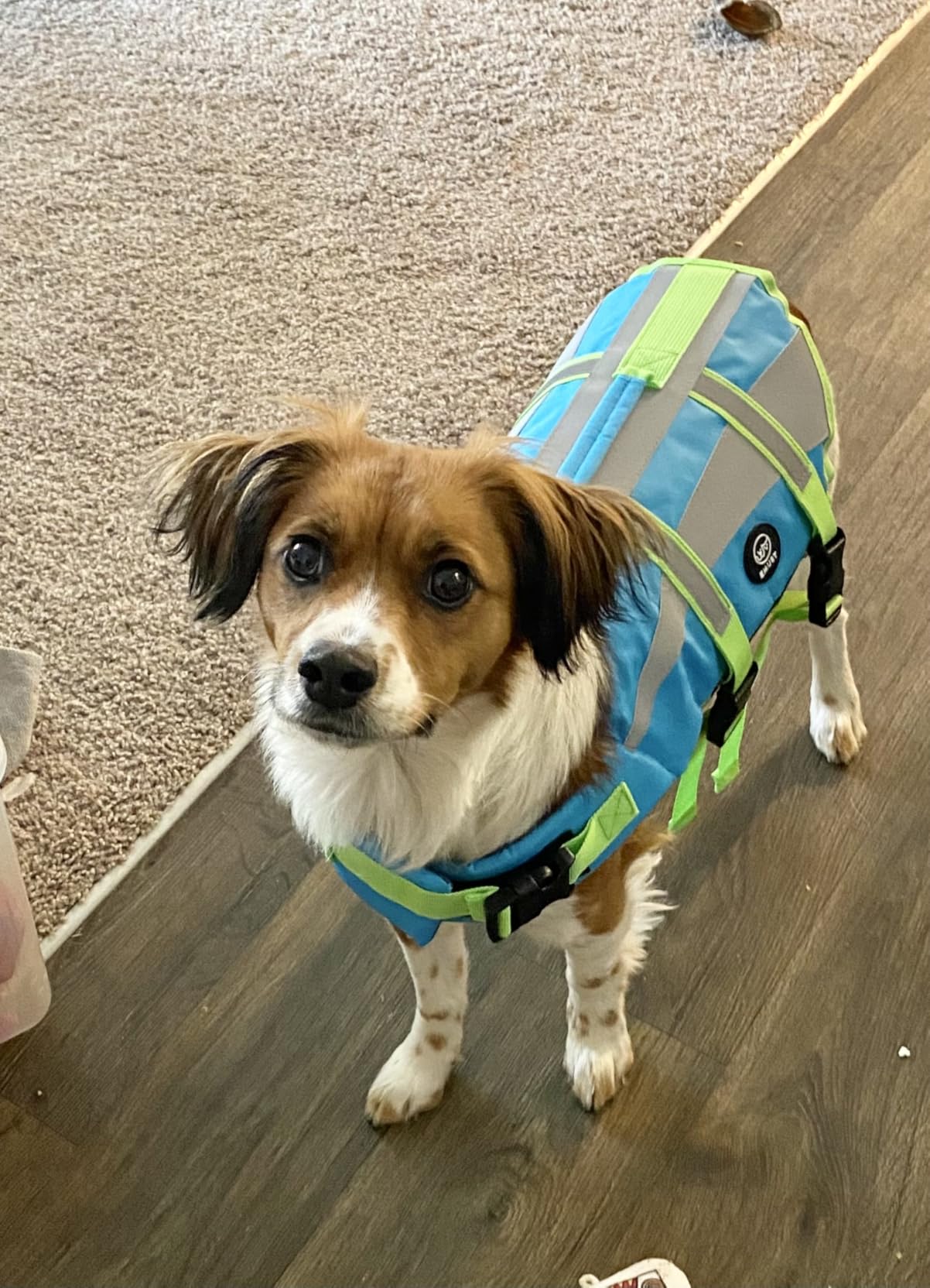 EMUST Life Vests for Dogs, Lightweight Small/Medium/Large Dog Life Preserver, XL Dog Life Jacket for Swimming/Boat/Water, Life Jacket for Large Dogs, NewTurquoise, XL customer photo 1