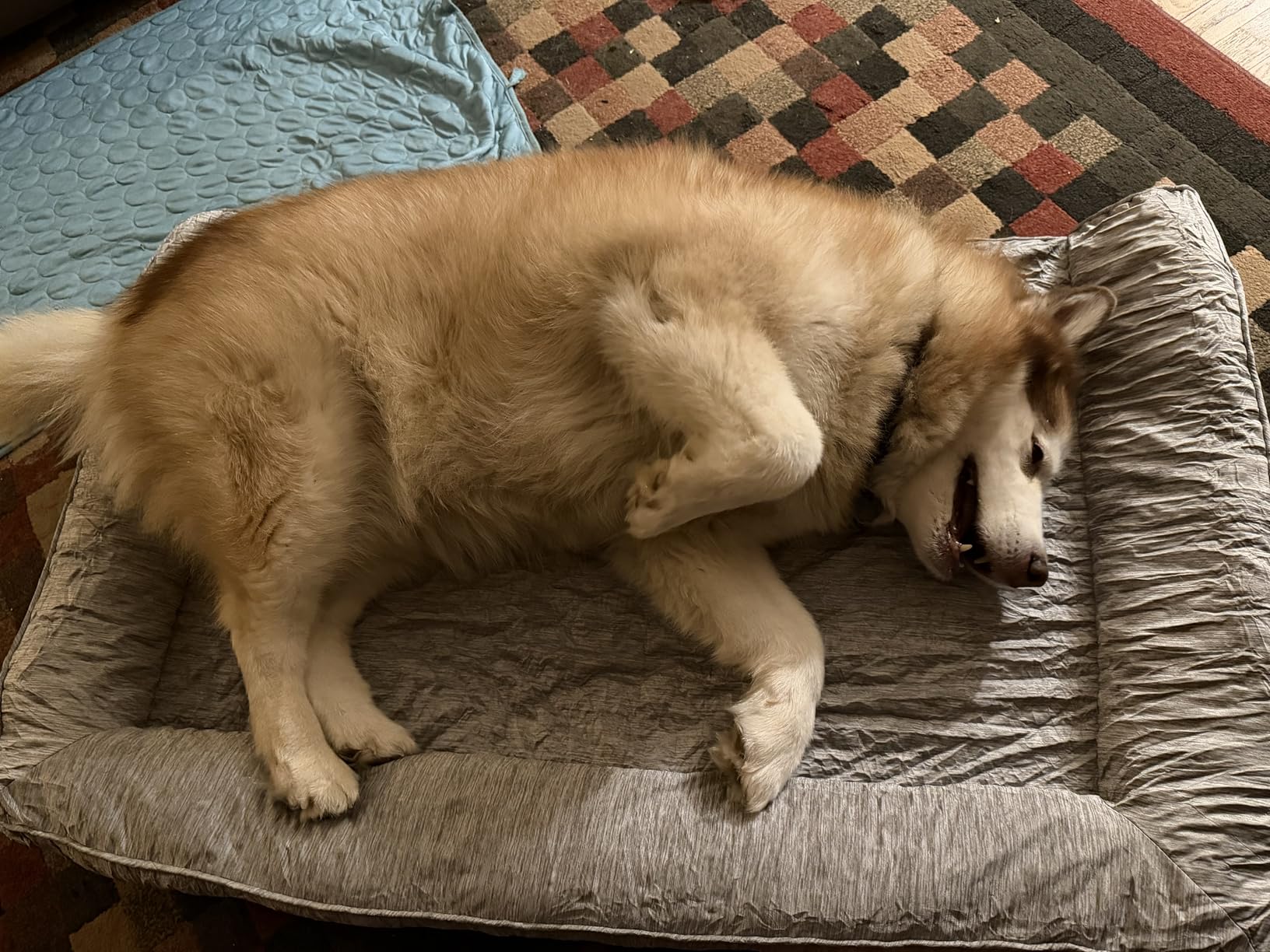 COZY KISS Cooling Dog Bed for Summer, Orthopedic Foam Dog Bed with Sides, Removable Washable Cover & Waterproof Lining, Q-Max >0.4 Cool Pet Beds for Extra Large Dogs, Grey (48″ L x 32″ W x 7.5″ Th) customer photo 2″ class=”wp-image-customer”/></figure>


<h3><span class=