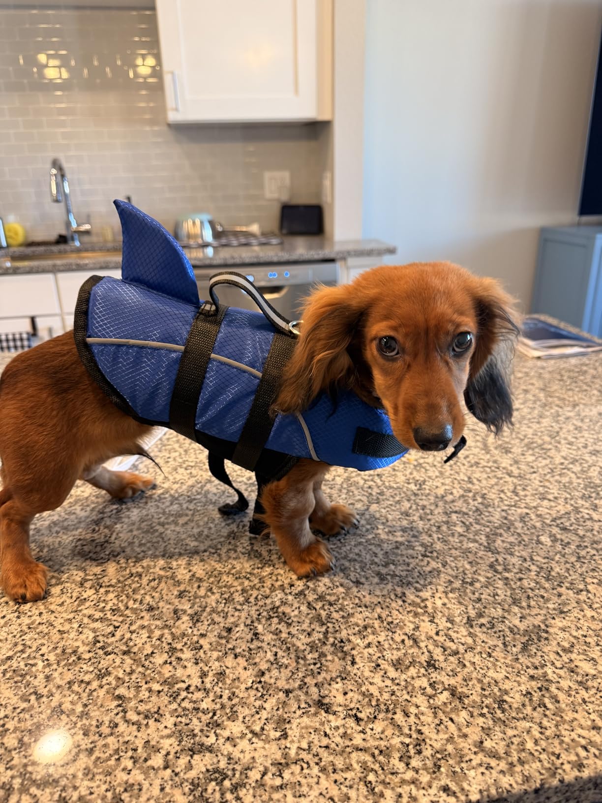 Queenmore Medium Dog Life Jacket, Dog Life Vest for Swimming with Shark Fin, Ripstop Dog Lifevests for Boating with Handle/Leash Hook, Pet Safety Water Vest for French Bulldogs Dachshunds customer photo 1