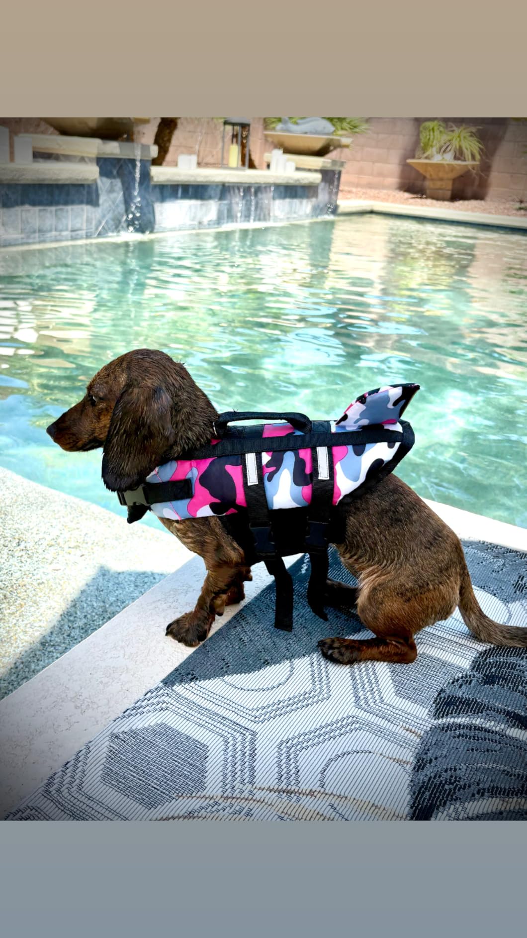 Queenmore Medium Dog Life Jacket, Dog Life Vest for Swimming with Shark Fin, Ripstop Dog Lifevests for Boating with Handle/Leash Hook, Pet Safety Water Vest for French Bulldogs Dachshunds customer photo 2