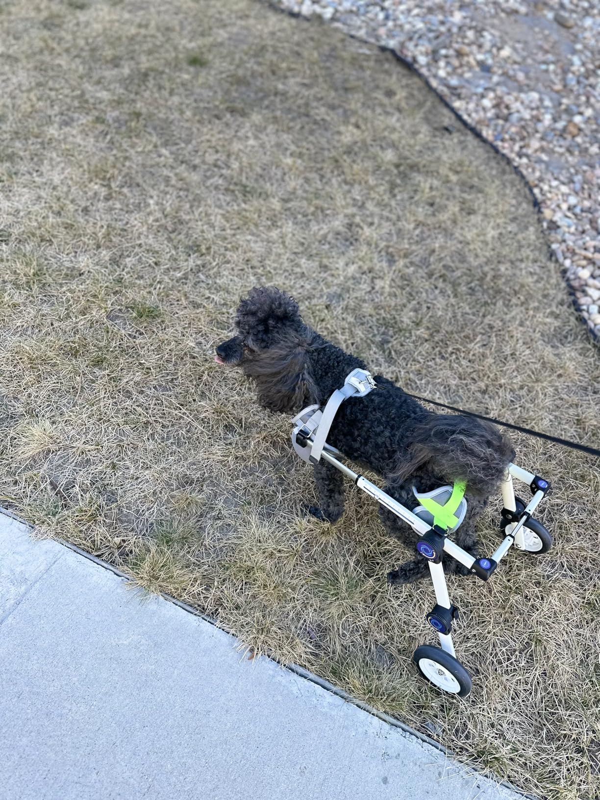 Adjustable Dog Wheelchair for Back Legs Mobility Support Lightweight Pet Wheelchair for Disabled Hind Legs Walking Stable Dog Cart for Pets customer photo 2