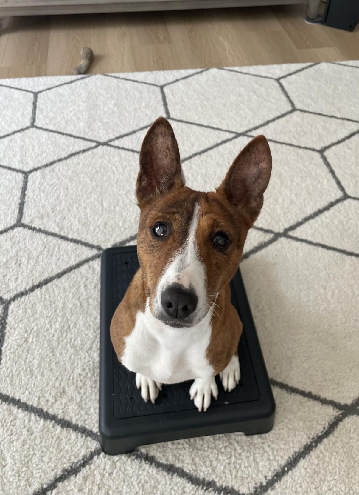 Chunful 2 Pcs Dog Training Platform Dog Place Board with Non-Skid Surface, Portable Agility Platform, Puppy Training Stand Equipment Suitable for Small, Medium Dogs (Not for Large Dog) customer photo 1
