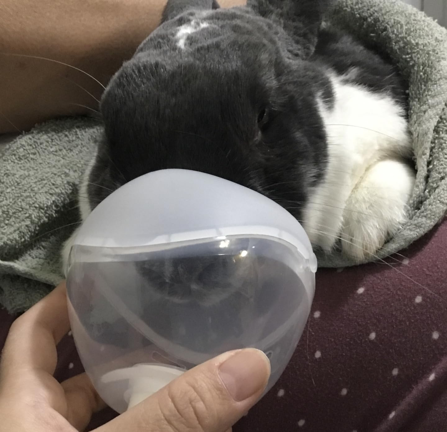 Dog Oxygen Mask, Inhaler Mask for Medium Dogs, Pet Oxygen Mask and Tube, Suitable for Medium Dogs (Equipment Not Included) (M) customer photo 1