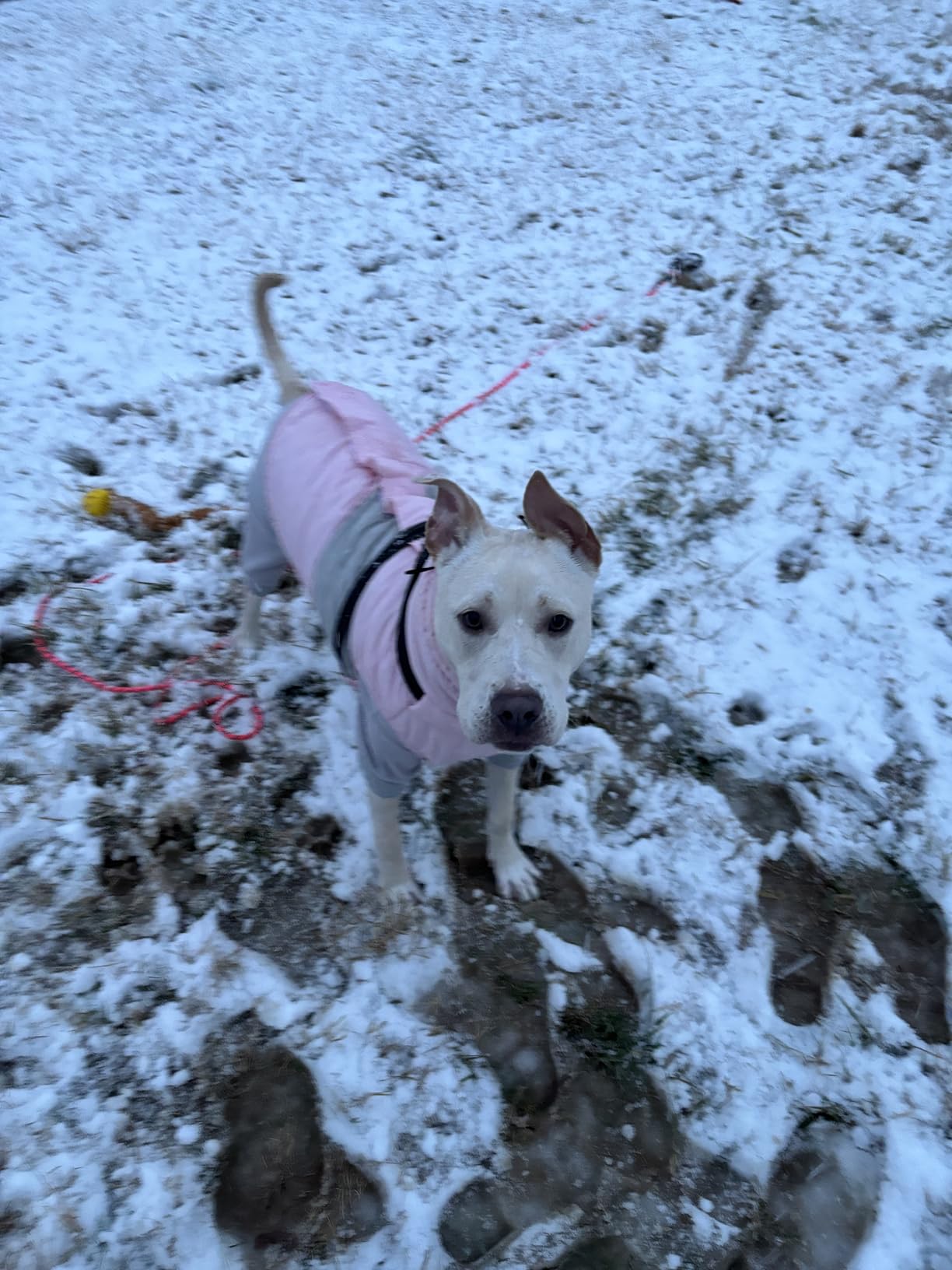 Dog Coat, XXL Dog Jacket Winter with Harness Built in, Waterproof Pet Snow Jacket with Furry Collar for Chilly Day, Reflective Fleece Snowsuit for Extra Large Dogs, Burgundy 2XL customer photo 2