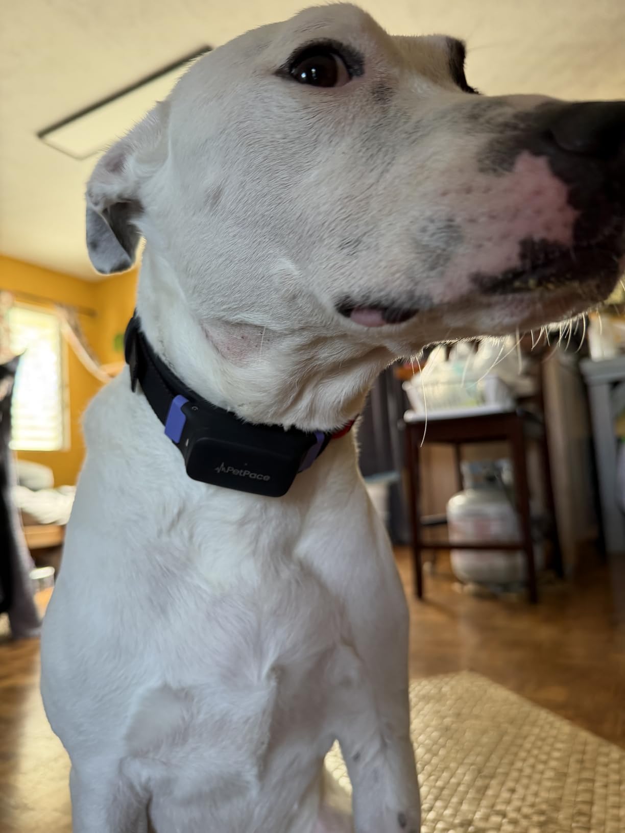 V3.0 Dog Health Monitor - AI Health Collar with 24/7 Vital Signs Tracks Pain GPS, Telehealth AskaVet & Share with Your Vet & Apple Watch Sync - Subscription Required (Medium) customer photo 2