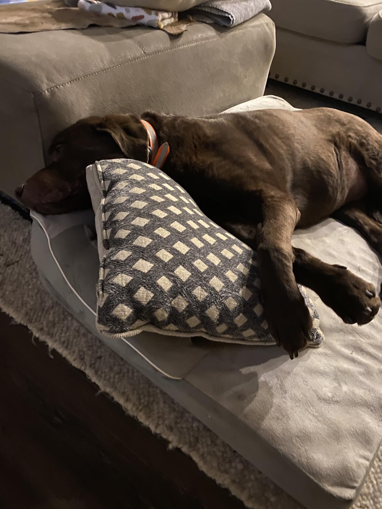 CWAWZ XL Orthopedic Dog Bed, Extra Large Dog Bed, Dual-Sided Pet Cooling Beds with Memory Foam Washable Cover Nonslip Bottom, Waterproof XLarge Pet Couch Beds with Bolsters, Light Grey customer photo 1