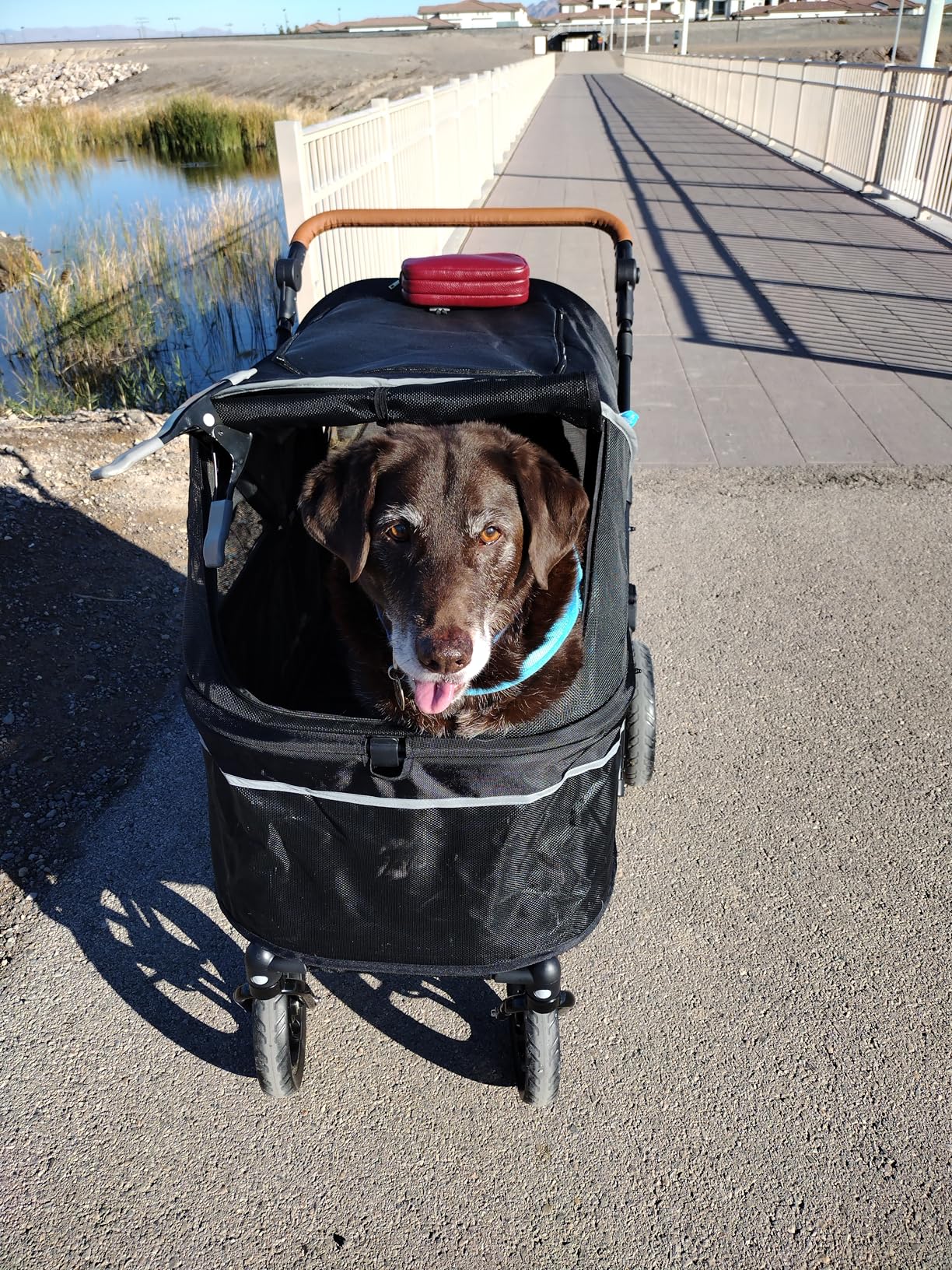 Zoosky Pet Stroller for Large Dogs up to 110lbs, Large Pet Stroller | Multiple Pets (31L), All-Terrain & Adjustable Handle & Mesh Dual-Window, 1680D Waterproof Oxford Fiber, Low Entry for Seniors customer photo 1