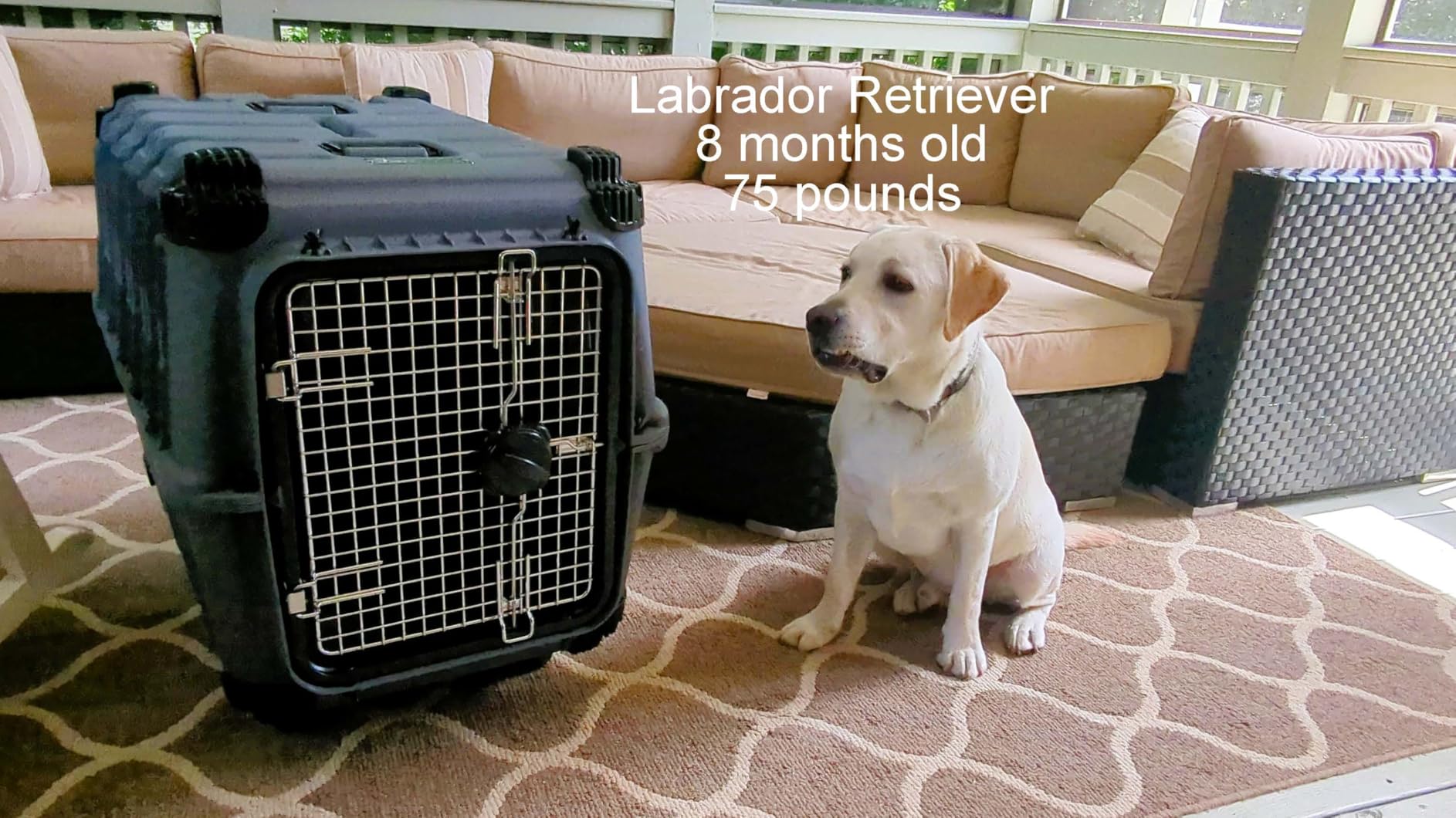 Mammoth Guardian Dog Kennel 36 Heavy Duty Travel & Outdoor Crate for Puppies, Small, Medium & Large Dogs, Secure 3 Bolt Lock customer photo 1