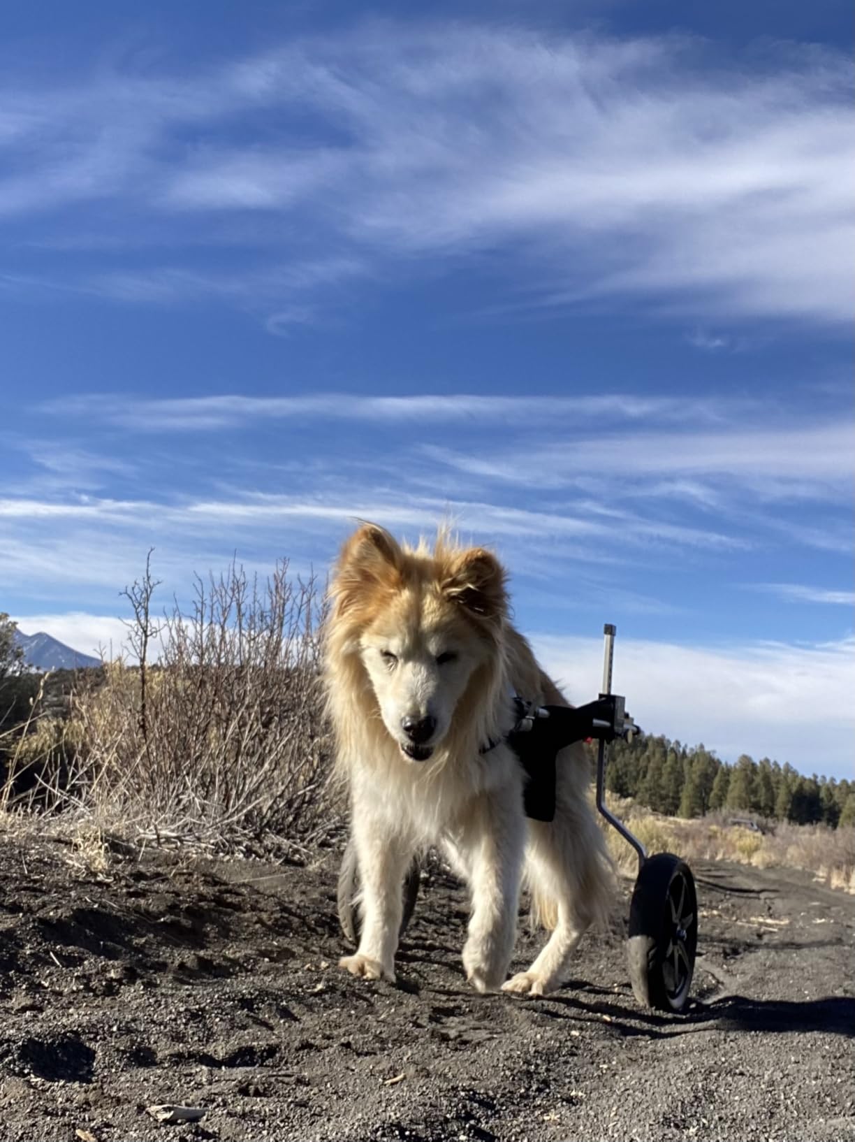 All-Terrain Dog Wheelchair for Back Legs - Lightweight & Adjustable for Medium to Large Dogs - Easy to Assemble Mobility Aid customer photo 2