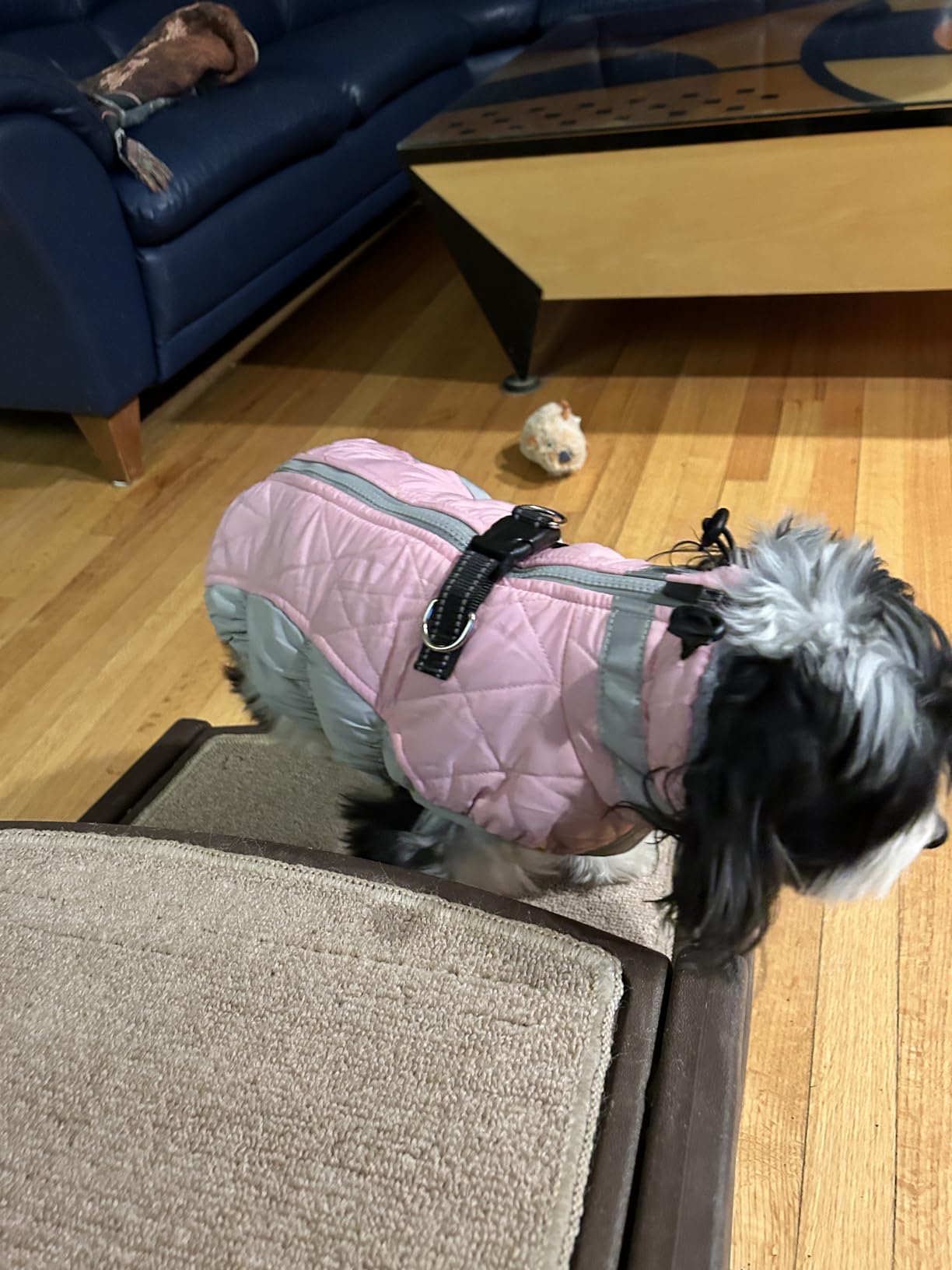 AOFITEE Dog Coat, Warm Dog Jackets for Large Dogs, Reflective Turtleneck Dogs Winter Coat with Harness Built in, Waterproof Windproof Pet Snow Jacket Fleece Vest for Cold Weather, Green XXL customer photo 1