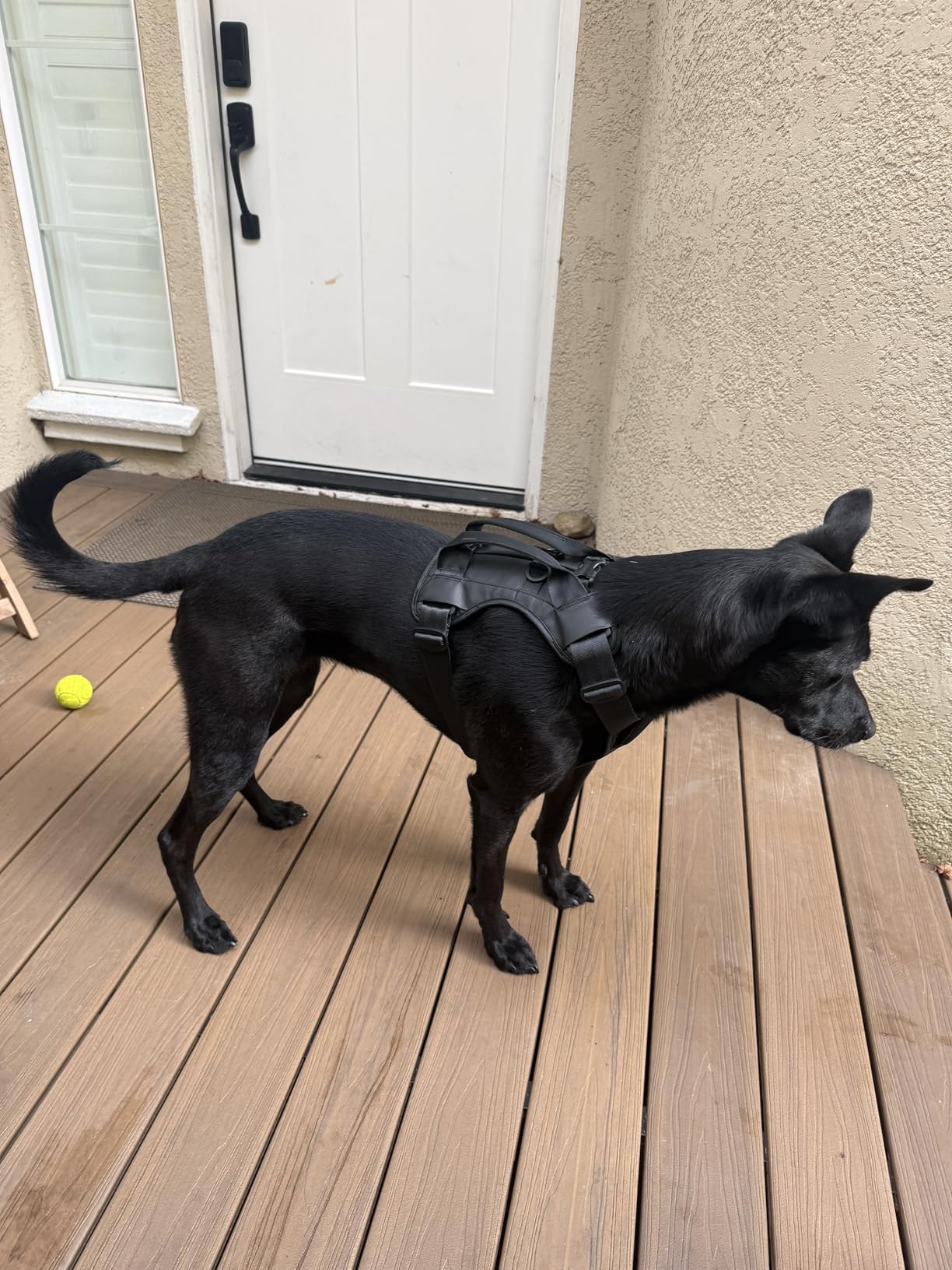 Thule Cappy Dog Harness L - Crash-Tested for Safety - Seatbelt passthrough - Adjustable & Easy to Clean - Padded Breathable mesh Panels - Leash Loop - Step-in Design customer photo 2