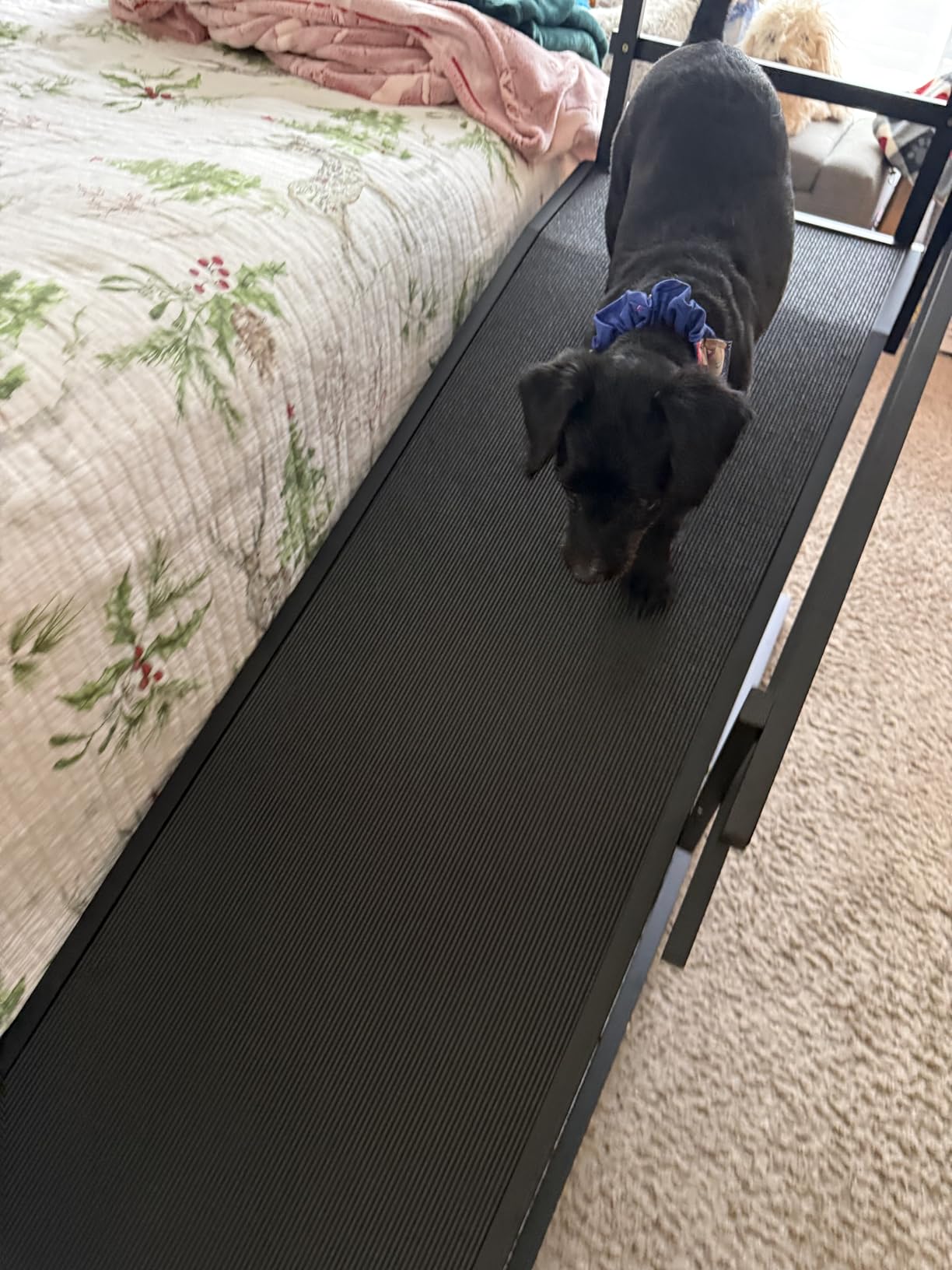 Dog Ramp for Bed with Safety Rails for High Beds up to 37 inch - Extra Wide 19.5 inch Adjustable Dog Bed Ramp for Large Dogs up to 200 lbs - Solid Birchwood, Non-Slip Rubber Surface, Foldable Design - Black customer photo 1