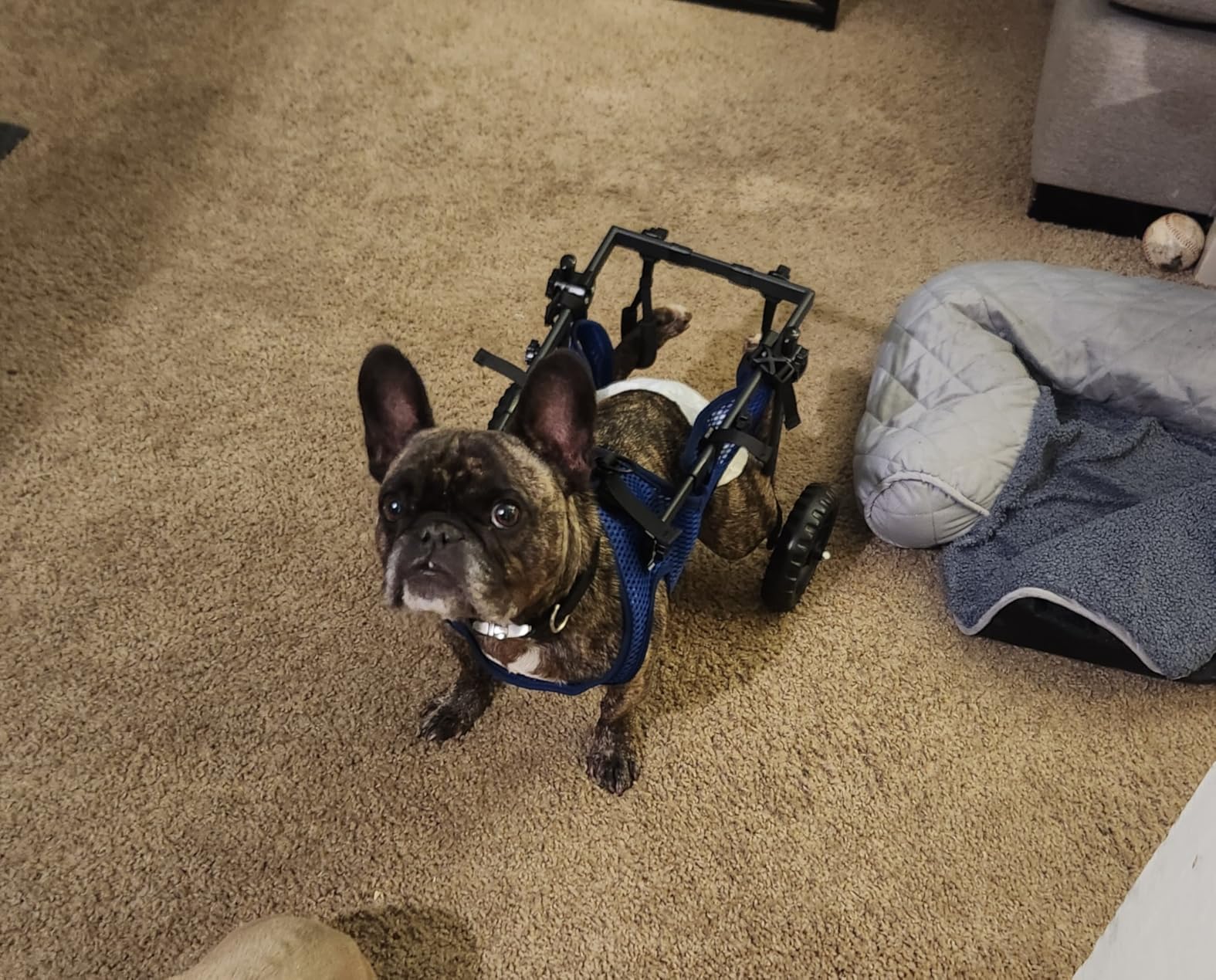 Adjustable Small Dog Wheelchair for Back Legs, Upgraded 5.5in Textured Wheel, Disabled Pets, Leg Brace, Mobility Aid for Small Pets, Hind Limb Rehabilitation, Older, Disabled (S（Chest 13.4-17.7in）) customer photo 1