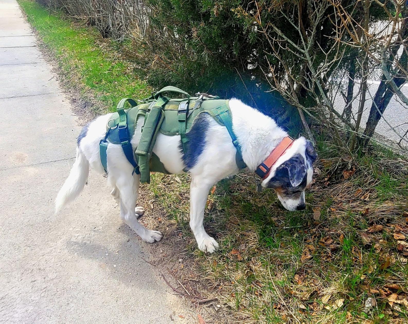 PUPTECK Dog Lift Harness for Medium Large Sized Dog, Rehabilitation Sling for Hind Leg Support, Multifunctional Mobility Assistance Harness for Old, Disabled, Joint Injuries, Paralysis Dogs, Green M customer photo 1