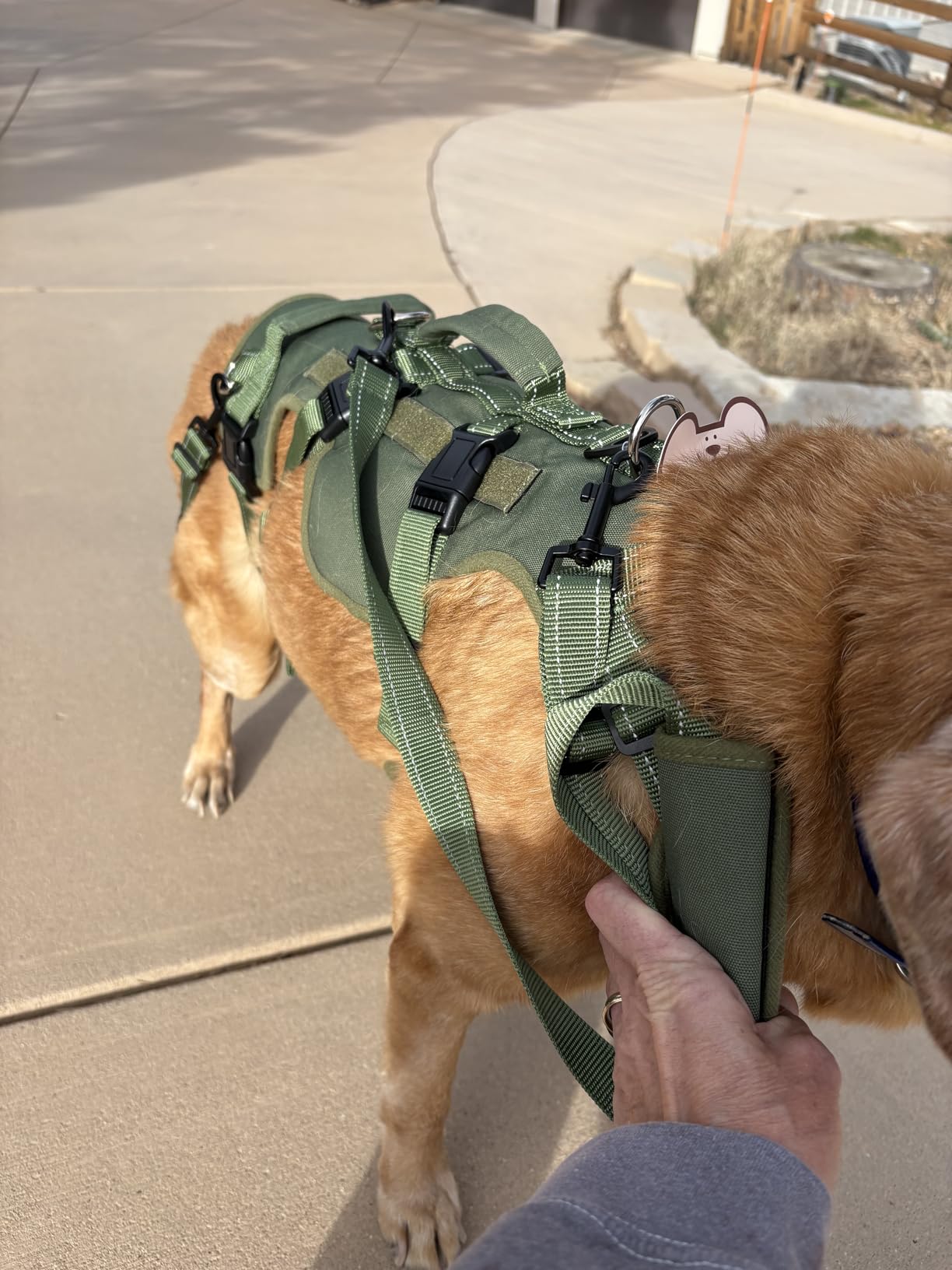 PUPTECK Dog Lift Harness for Medium Large Sized Dog, Rehabilitation Sling for Hind Leg Support, Multifunctional Mobility Assistance Harness for Old, Disabled, Joint Injuries, Paralysis Dogs, Green M customer photo 2